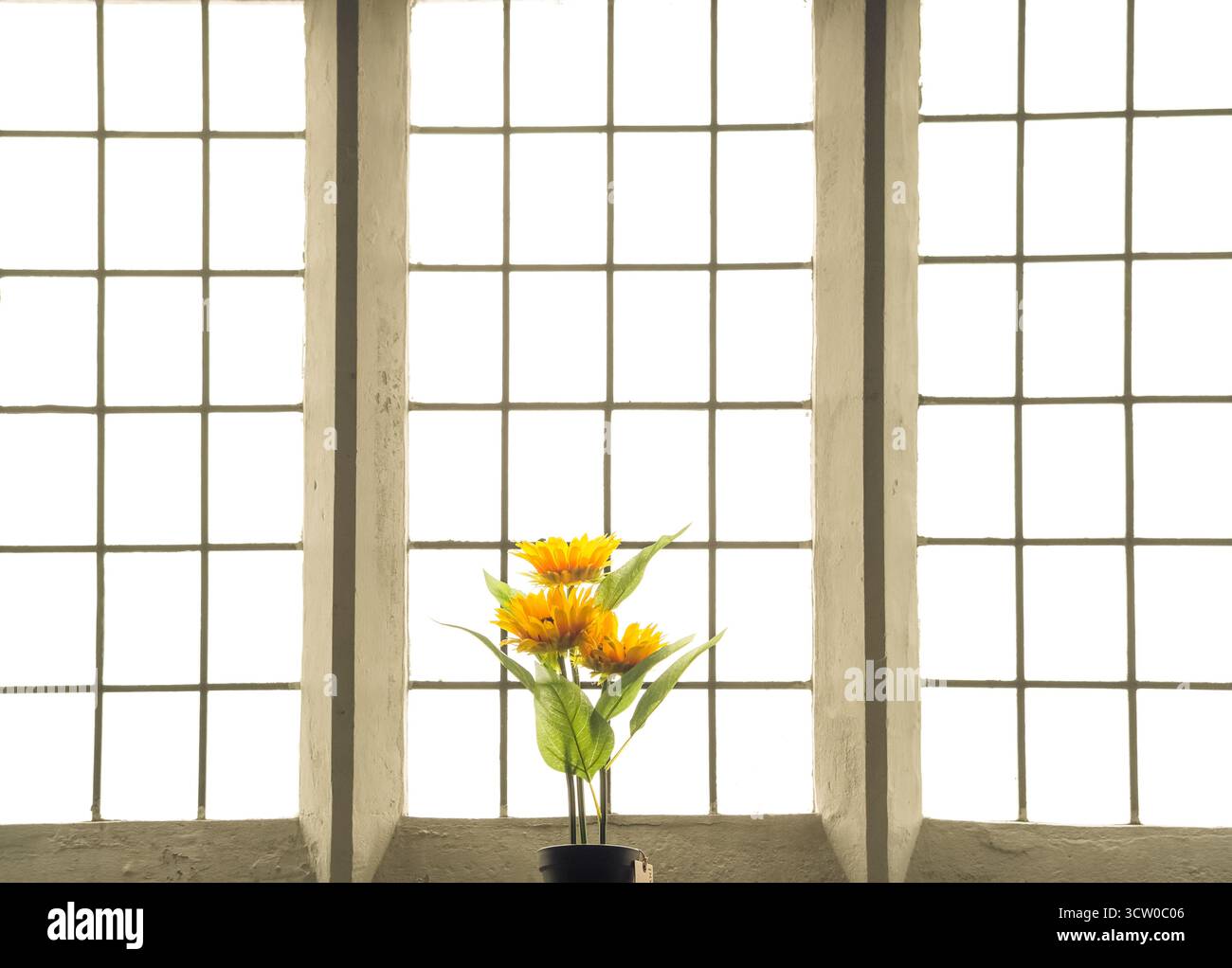 Gelbe Blumen auf einer Fensterbank vor hohen Fenstern mit Gittermuster. Stockfoto