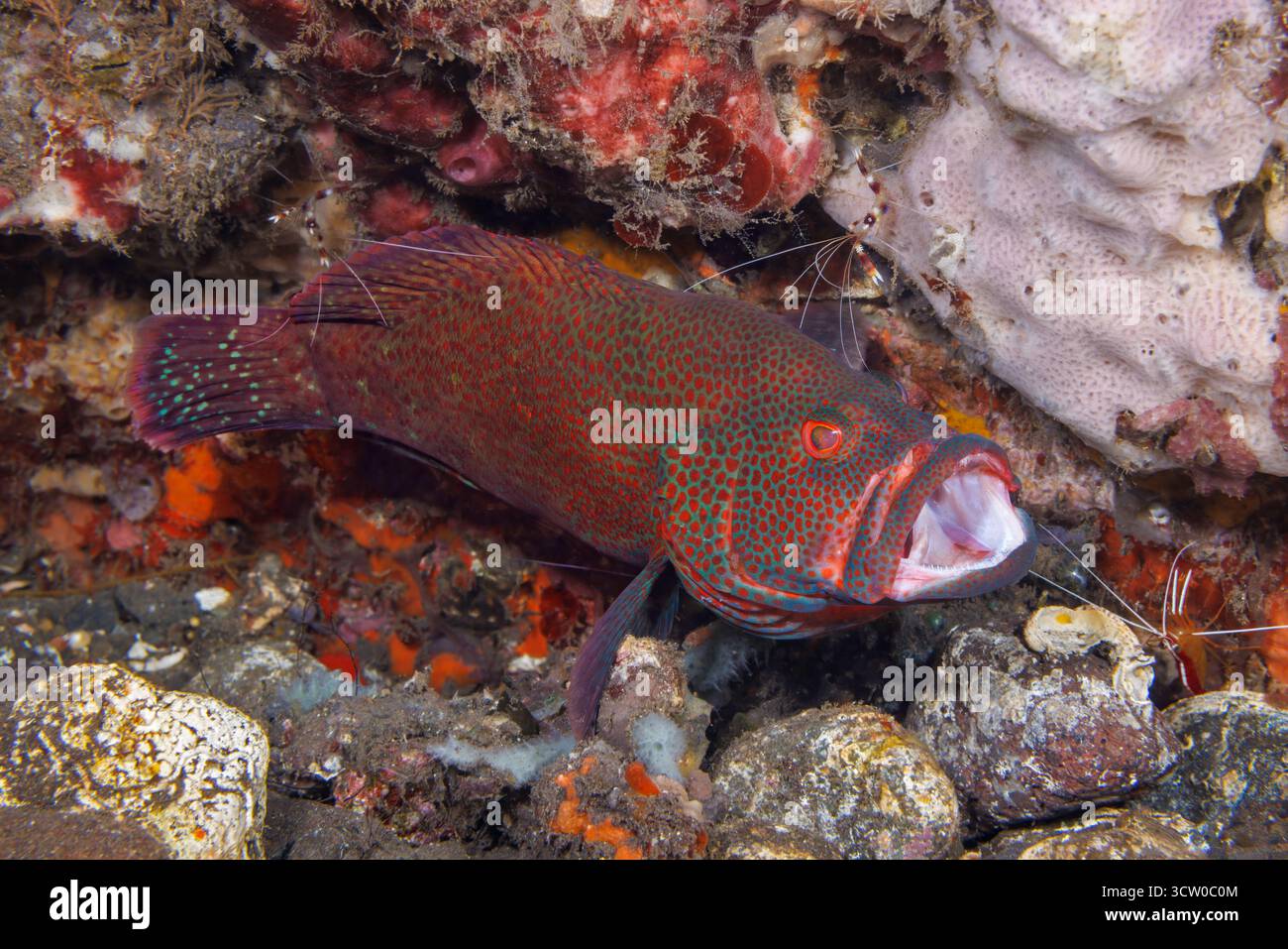 Cephalopholis miniata öffnet seinen Mund als Einladung zu einer weißen Reinigungsgarnele, Lysmata amboinensis, und zwei Korallengarnelen Stockfoto