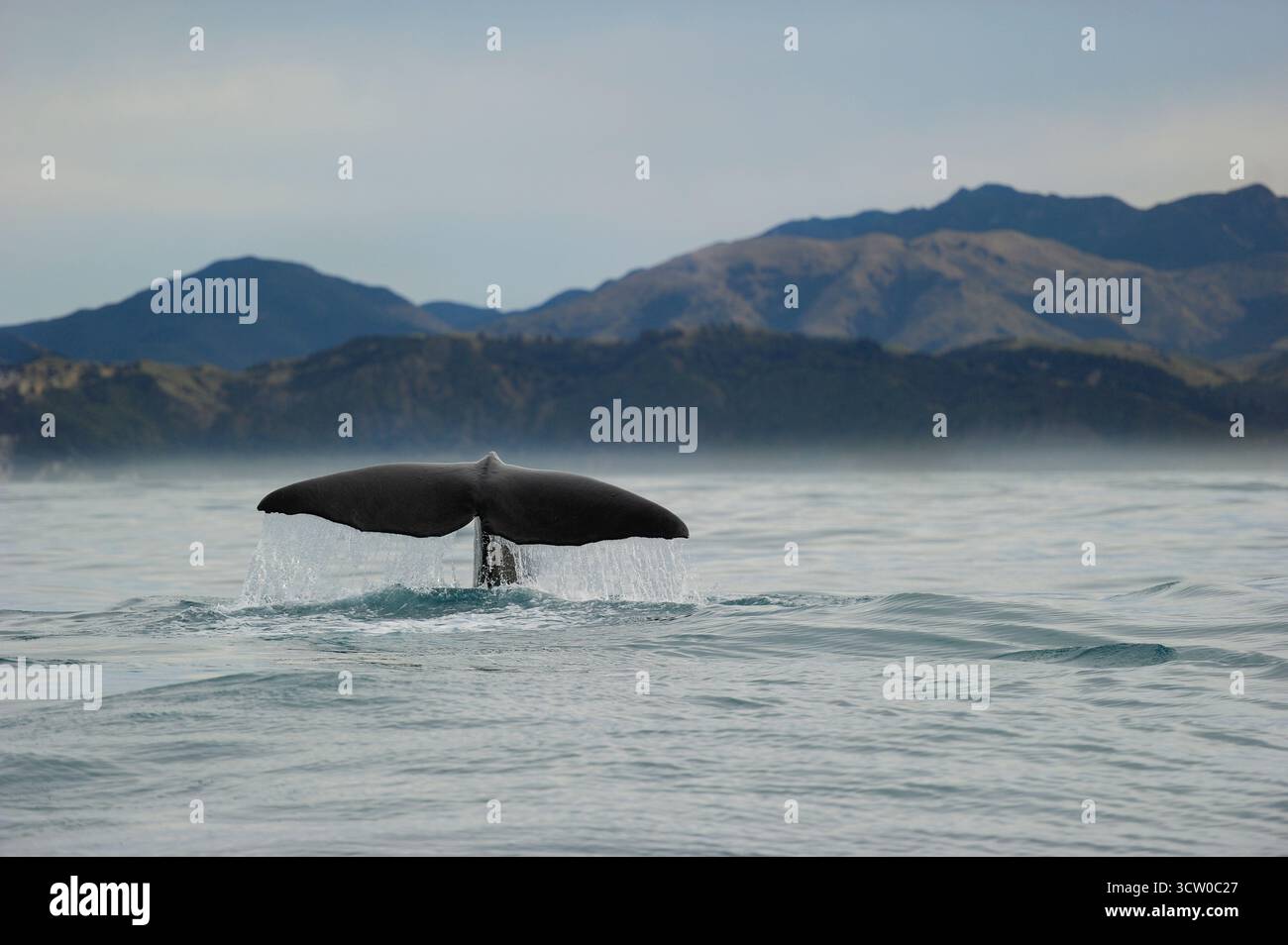 Ein Pottwal (Physeter macrocephalus) hebt seine massive schwanzfluke, bevor er in die tiefen Gewässer vor Kaikoura taucht, wo der Meeresboden schnell abfällt Stockfoto