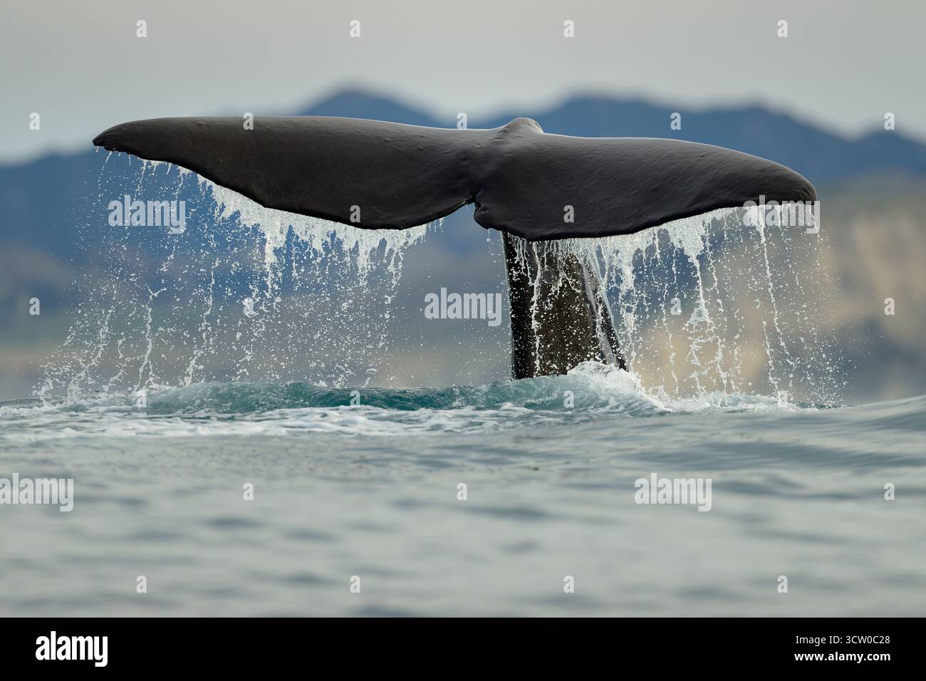 Ein Pottwal (Physeter macrocephalus) hebt seine massive schwanzfluke, bevor er in die tiefen Gewässer vor Kaikoura taucht, wo der Meeresboden schnell abfällt Stockfoto