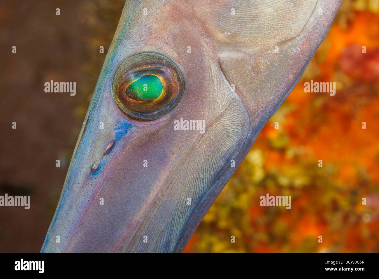 Ein genauer Blick auf die Augen- und Kiemenplatte eines Trompetenfisches, Aulostomus chinensis, Indonesien. Diese werden auch als chinesischer Trompetenfisch bezeichnet. Stockfoto