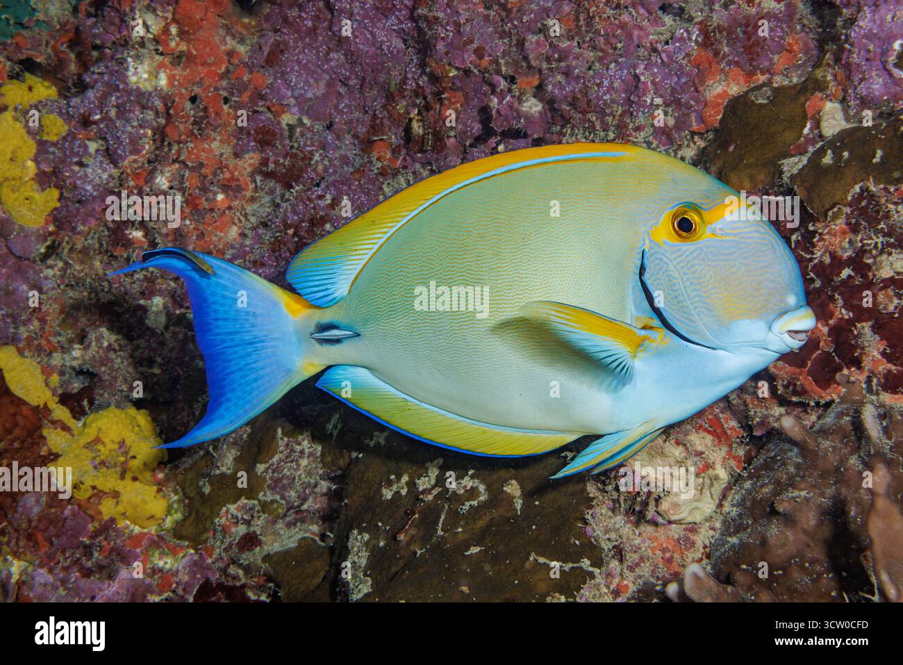 Ein erwachsener Blaubrecher-Putzfisch, Labroides dimidiatus, sucht den Schwanz dieses Augenstreifens Acanthurus dussumieri sorgfältig nach p Stockfoto
