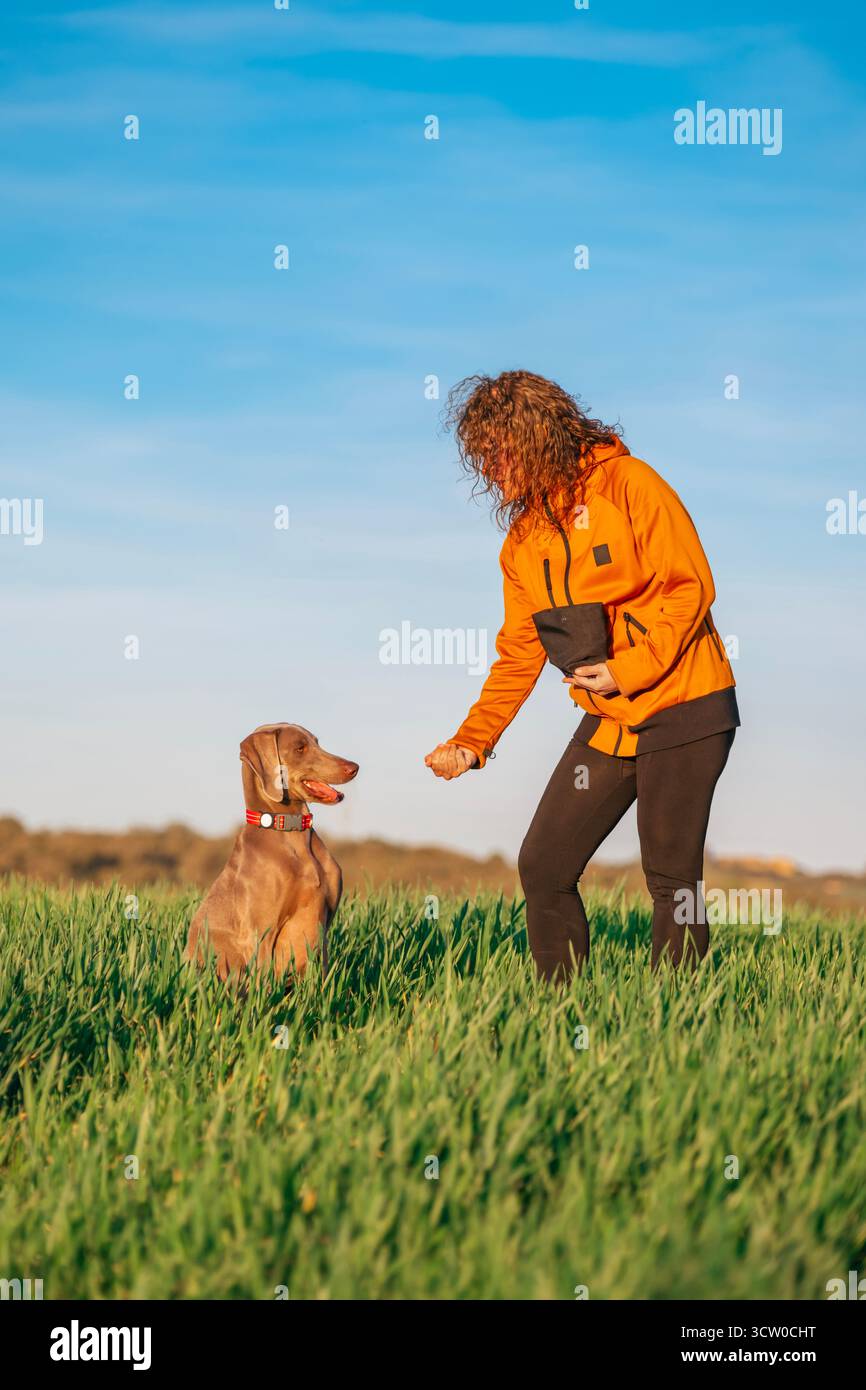 Ein Weimaranerhund sitzt geduldig auf einem grünen Feld und beobachtet seinen Besitzer eifrig, wie er sich auf eine Belohnung während eines positiven Trainings vorbereitet Stockfoto
