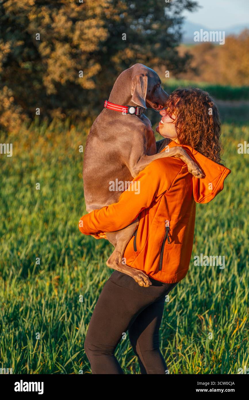 Emotionaler Moment. Eine lächelnde junge Frau hält liebevoll ihren Weimaranerhund, der sich bei Sonnenuntergang liebevoll in einem üppigen grünen Feld mit dem Gesicht kuschelt Stockfoto