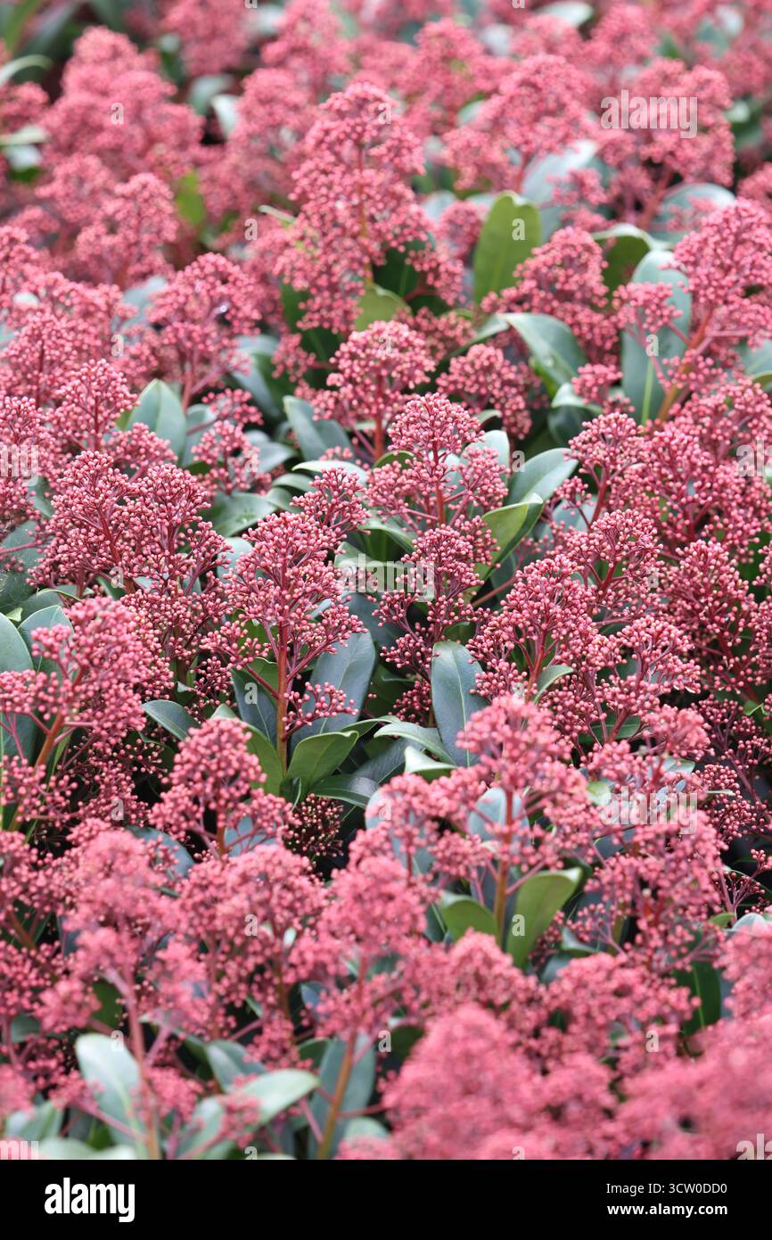Vollbild mit auffälligen roten Skimmia-Blütenknospen, die sich bald öffnen. Skimmia japonica „Rubella“ Stockfoto