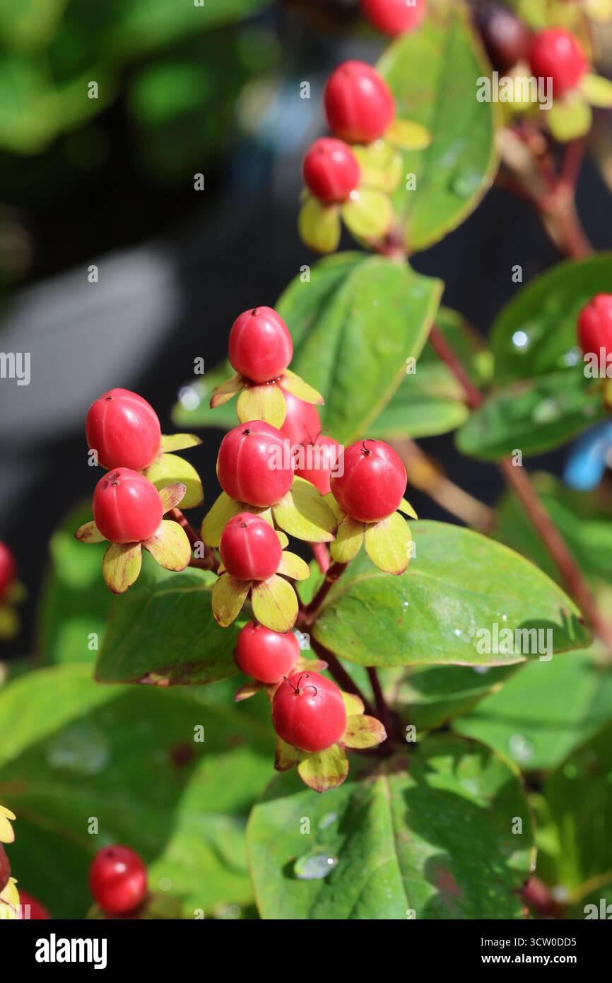 Gruppe von hellroten johanniskraut-Beeren mit lindengrünen Blättern. Hypericum Miracle Grandeur („Allgrandeur“) (Miracle Series) Stockfoto