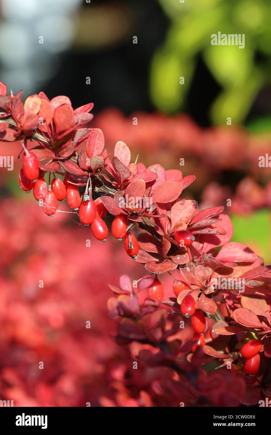 Scharlachrote Herbstblätter und bogenförmige Stiele der japanischen Berberitze ( Berberis thunbergii „grüner Teppich“) Stockfoto Scharlachrote Herbstblätter und bogenförmige Stiele der japanischen Berberitze ( Berberis thunbergii „grüner Teppich“) Stockfoto