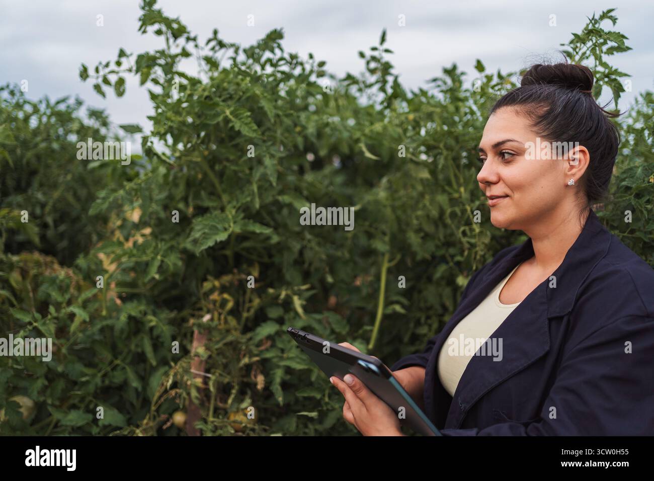 Agrarwissenschaftlerin mit digitaler Tablette zur Untersuchung von Tomatenpflanzen im Gewächshaus Stockfoto