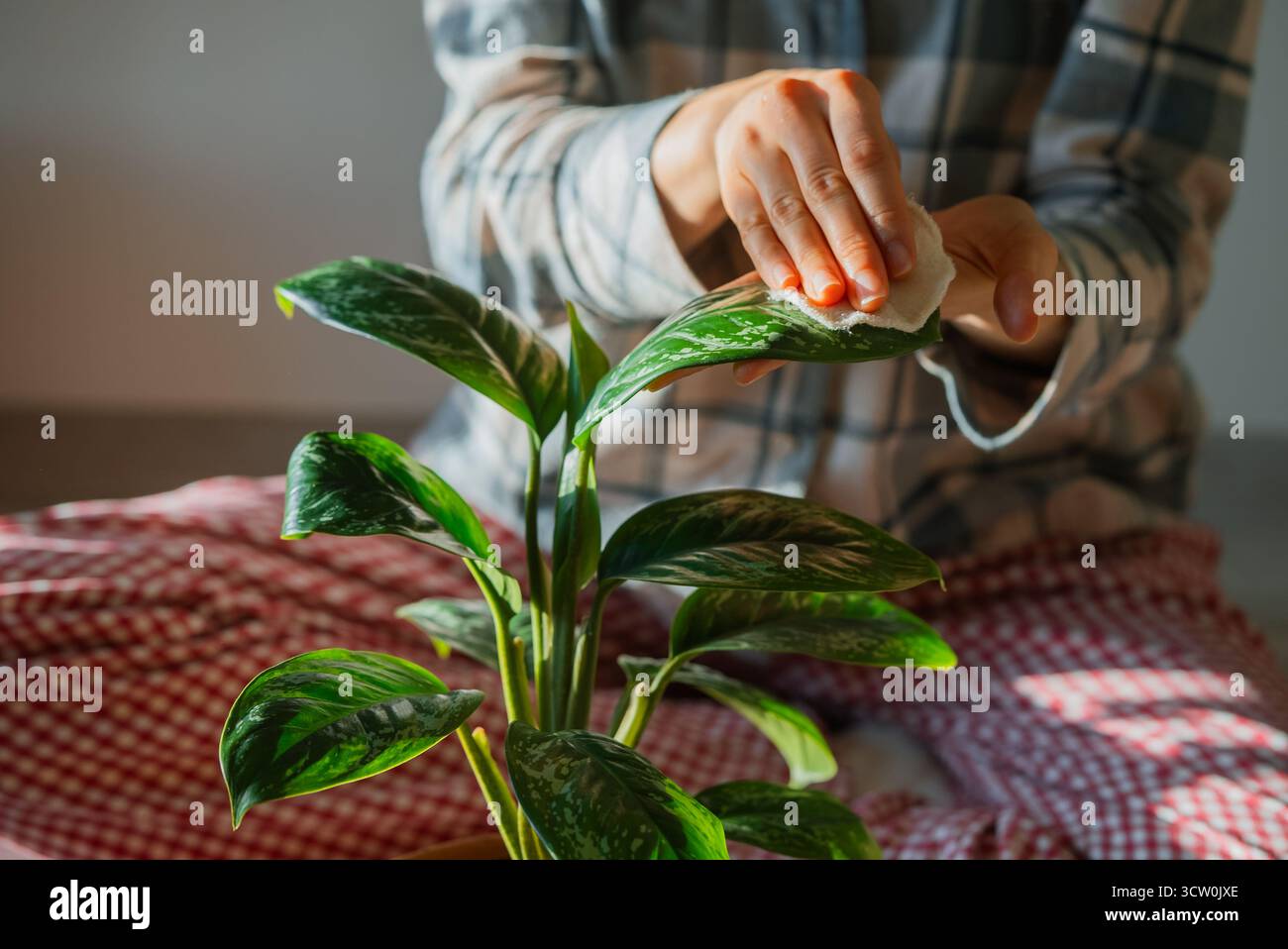 Frau, die Pyjamas trägt, reinigt die leuchtend grünen Blätter einer aglaonema-Zimmerpflanze mit einem weichen Tuch und fördert die Pflanzengesundheit und die Innenraumluftqualität durch dedizierte Hauspflege Stockfoto