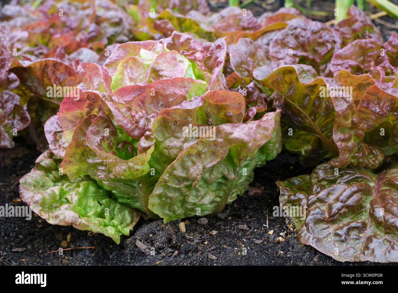 Lactuca sativa Marvel of Four Seasons, Salat Marvel of Four Seasons, französischer erblicher Butterhead-Salat, Stockfoto
