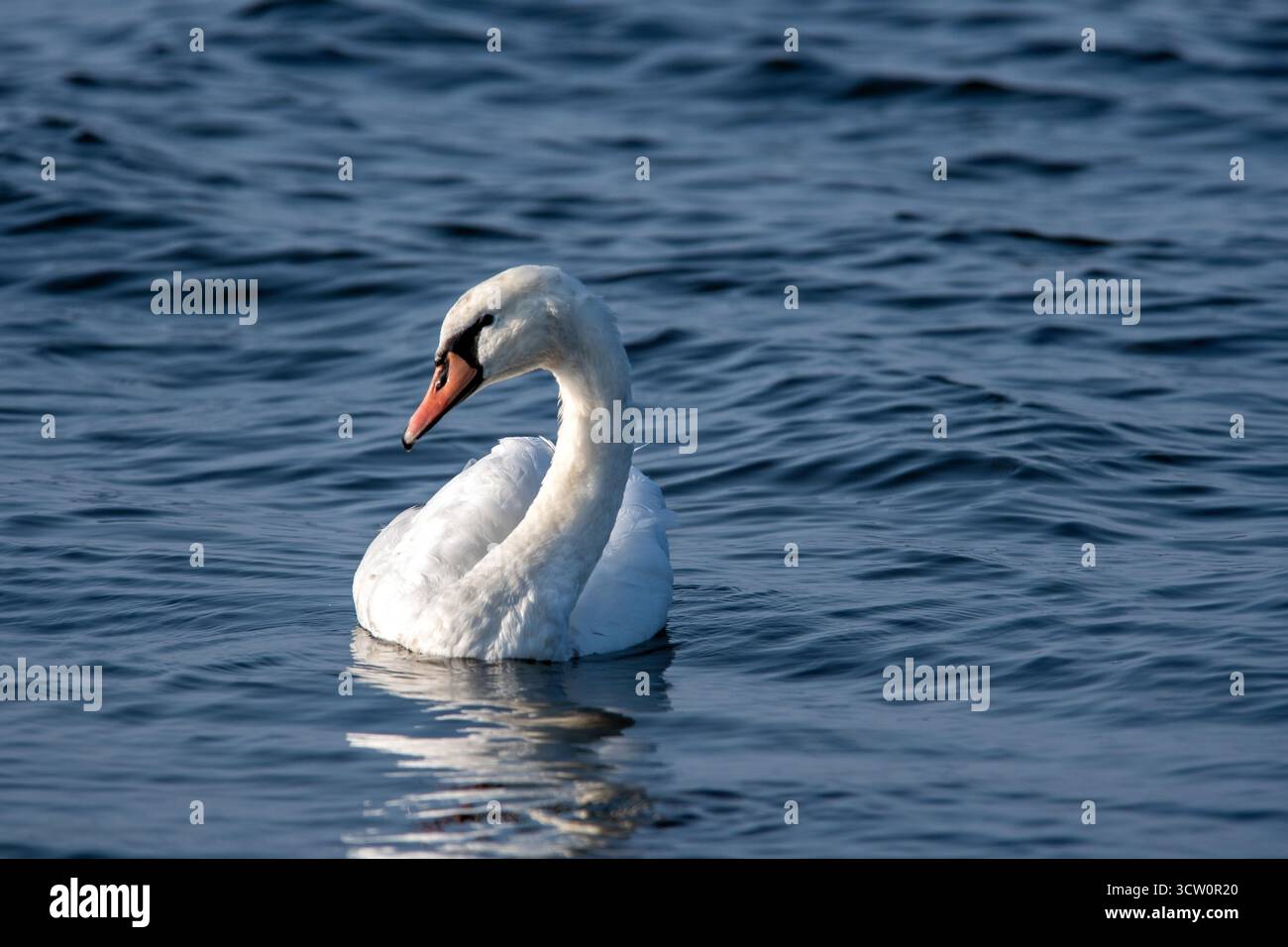 Weißer Schwan gleitet sanft über ruhiges Wasser in einer friedlichen natürlichen Umgebung Stockfoto