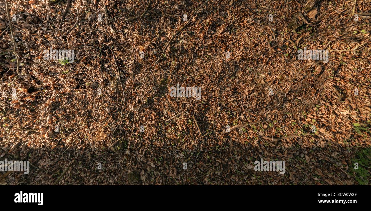 Blick von oben auf die moosige Oberfläche des Waldgrundes mit Blaubeerbüschen und anderen Pflanzen Stockfoto
