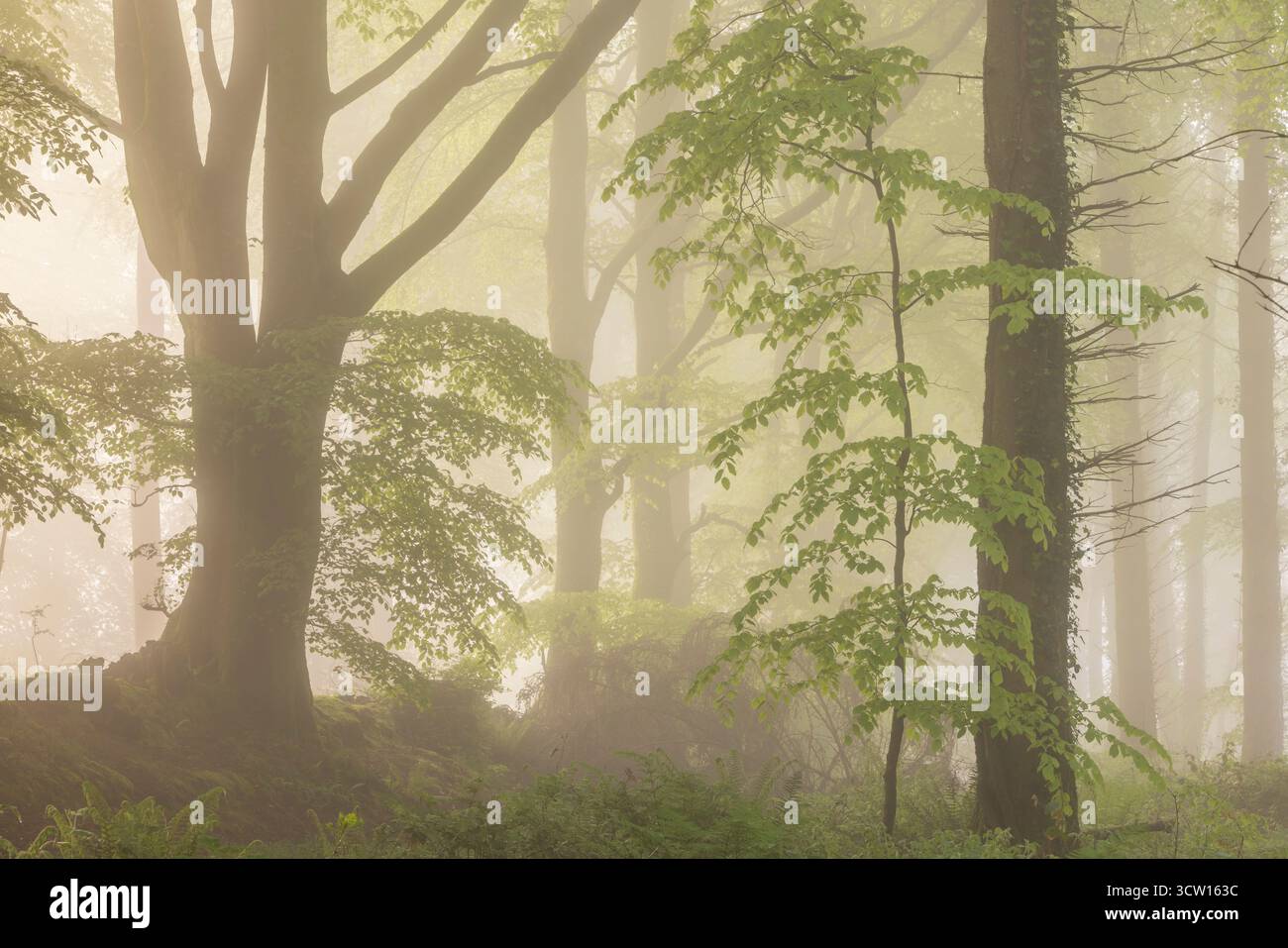 Laubwälder an einem nebeligen Frühlingsmorgen, Devon, England. Frühjahr (Mai) 2024. Stockfoto