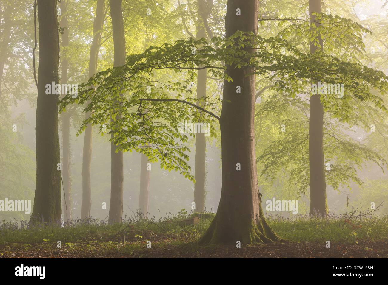 Buchenwald an einem nebeligen Frühlingsmorgen, Devon, England. Frühjahr (Mai) 2024. Stockfoto