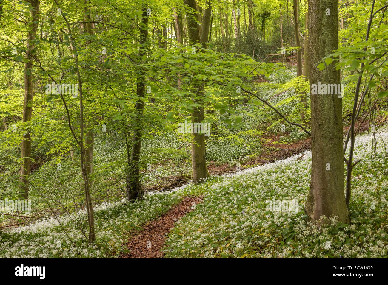 Blühender Wilder Knoblauch (Ramsons) in einem Cotswold-Wald, Gloucesterhsire, England. Frühjahr (Mai) 2024. Stockfoto