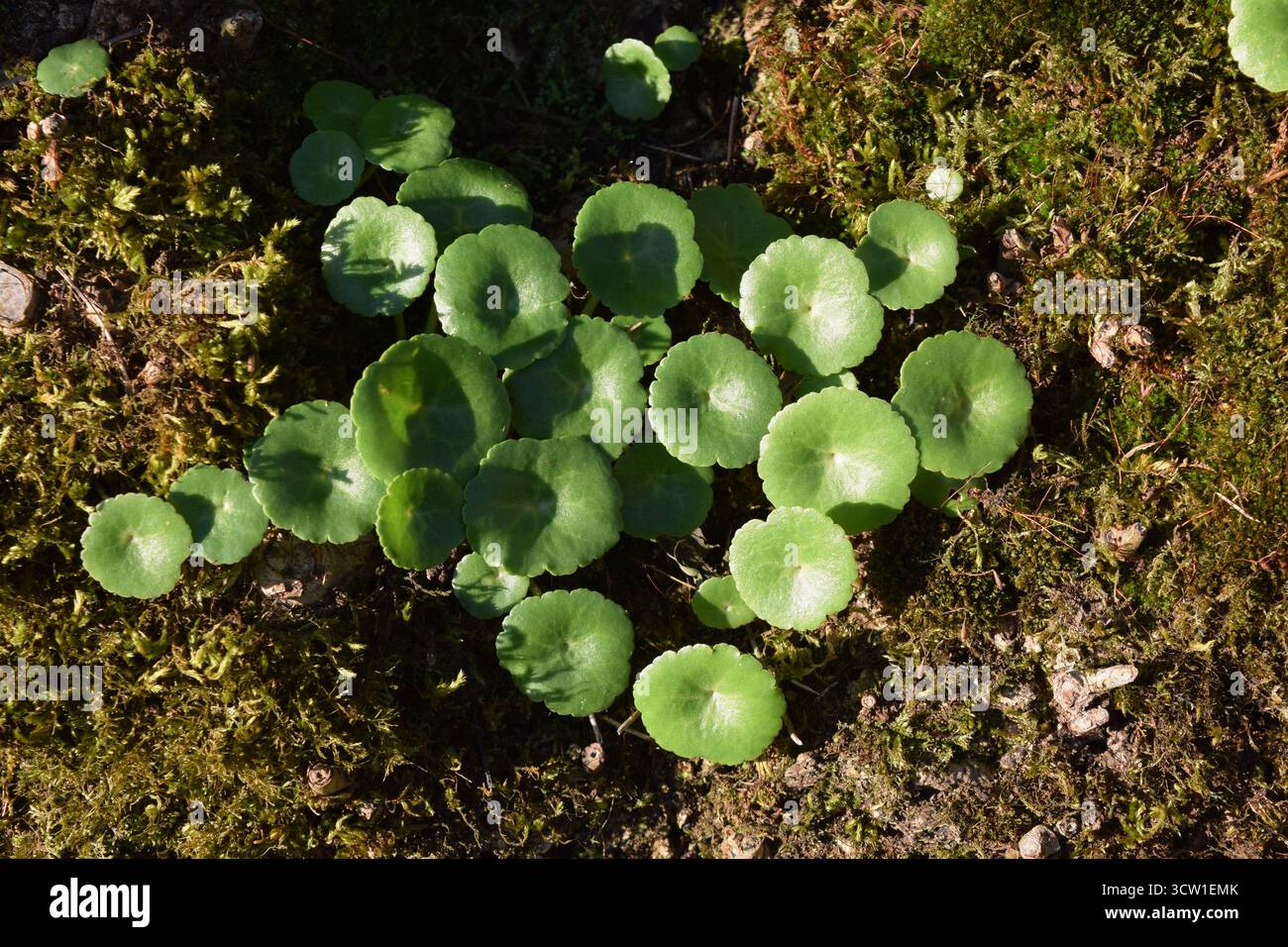 Pennykrautpflanze, Navelkraut, Numbilicus Rupestris, Essbare Wildnahrung, Futtersuche. MEDIZINISCHE EIGENSCHAFTEN. NUR WILDFUTTER ESSEN, DAS VON FACHLEUTEN ALS ESSBAR BESTÄTIGT WURDE Stockfoto