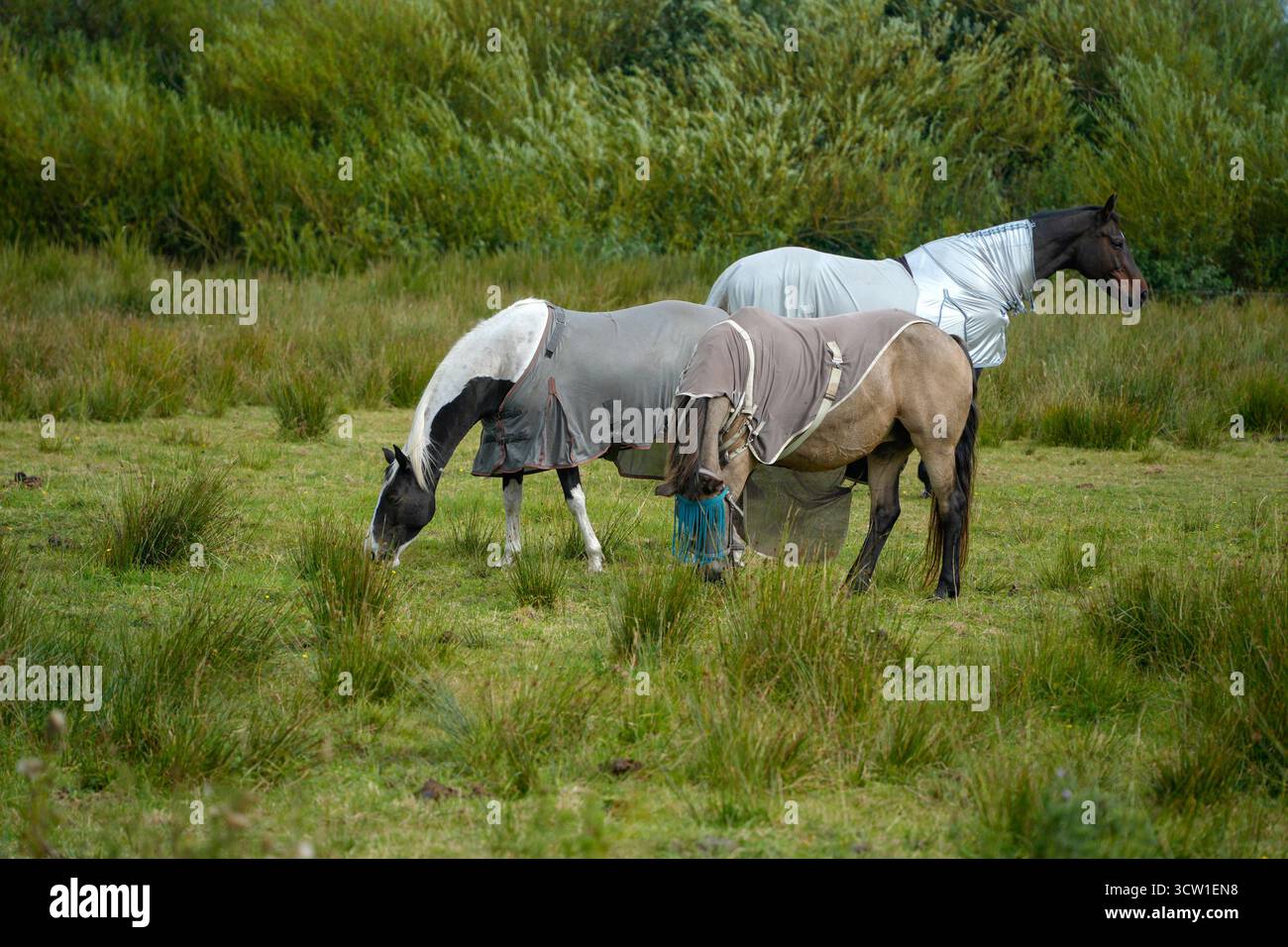 Pferde mit Fellkälteschutz Stockfoto