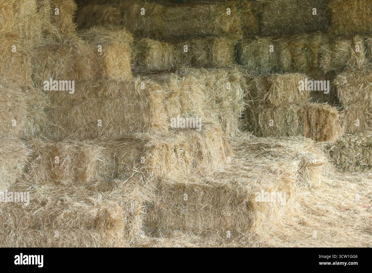 luzerne Ballen, Gerste Strohballen oben stapelbar, weiches Gras, richtige Heulagerung drinnen in der Scheune unter dem Schatten Stockfoto