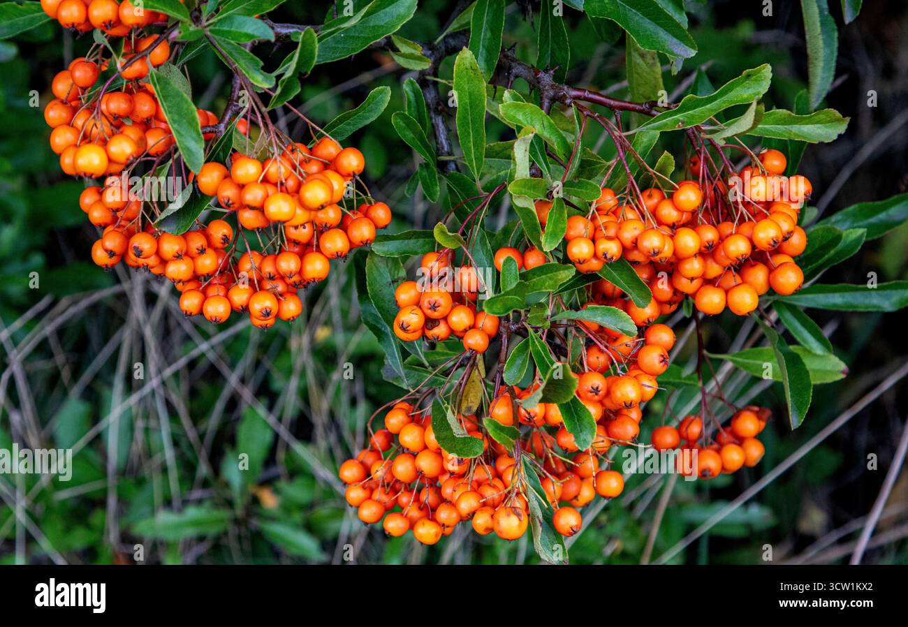 Dundee, Tayside, Schottland, Großbritannien. Oktober 2025. Wetter in Großbritannien: Windiges Oktoberwetter in Dundee, Schottland. Das Herbstwetter erzeugt wunderschöne bunte Blätter auf Bäumen, herabfallende Herbstblätter und herbstliche Beeren, alle mit saisonalen Farbtönen und einer exquisiten Herbstlandschaft. Quelle: Dundee Photographics/Alamy Live News Stockfoto
