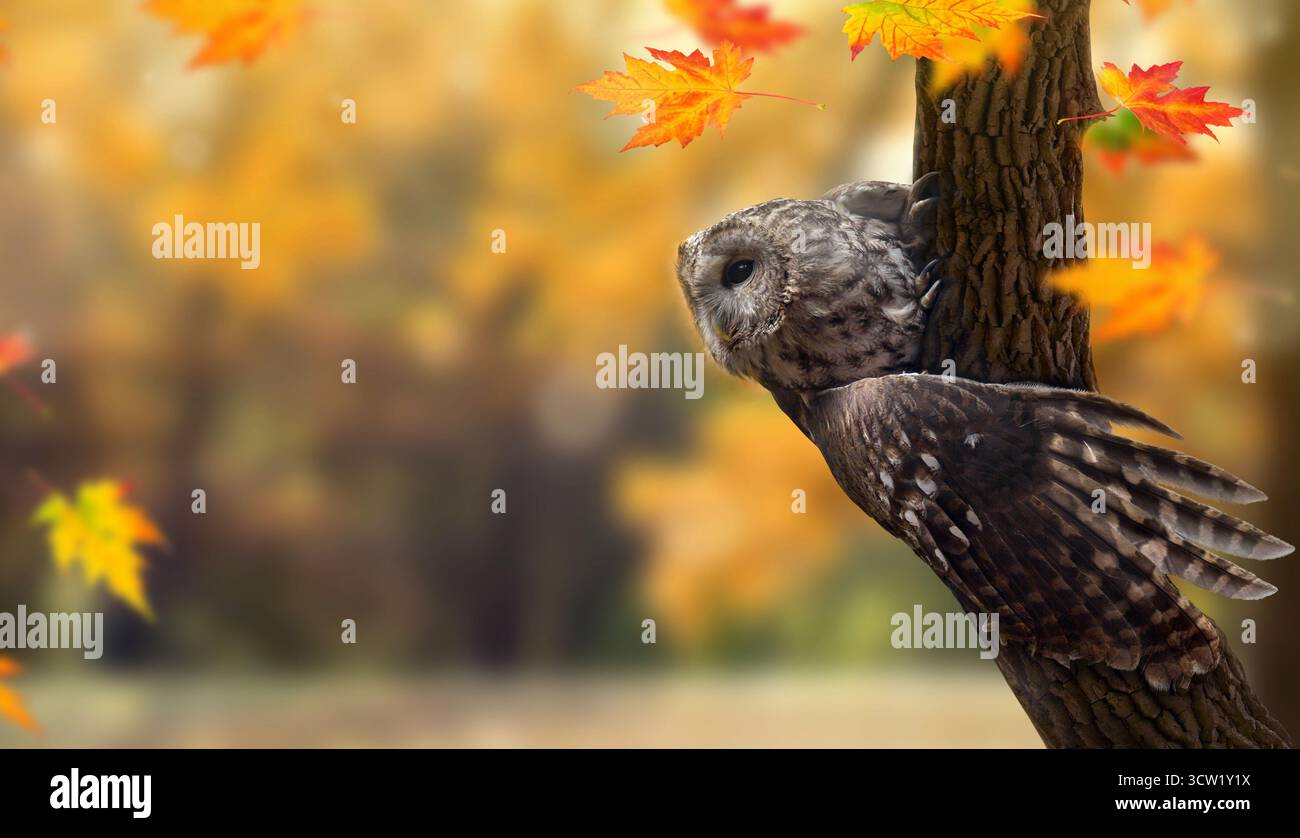 Tawny Eulen oder Brauneule ( Strix aluco ) auf Baum zwischen herbstlichen gelben Bäumen im Wald. Herbstliche Landschaft Stockfoto