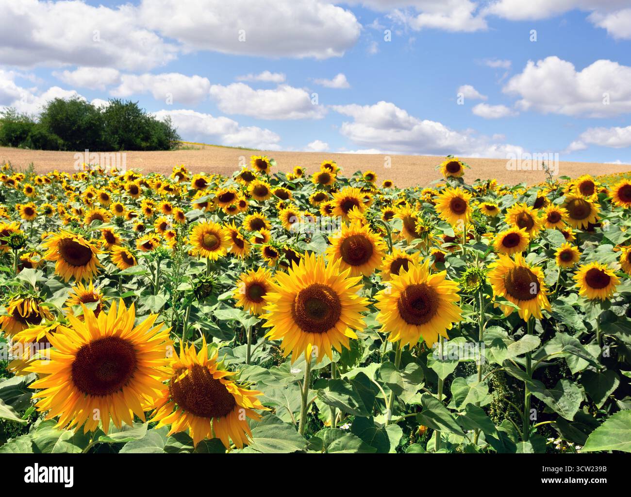 Gelbe Blumen Sonnenblumen auf Feld auf Hintergrund blauer Himmel mit weißen Wolken Stockfoto