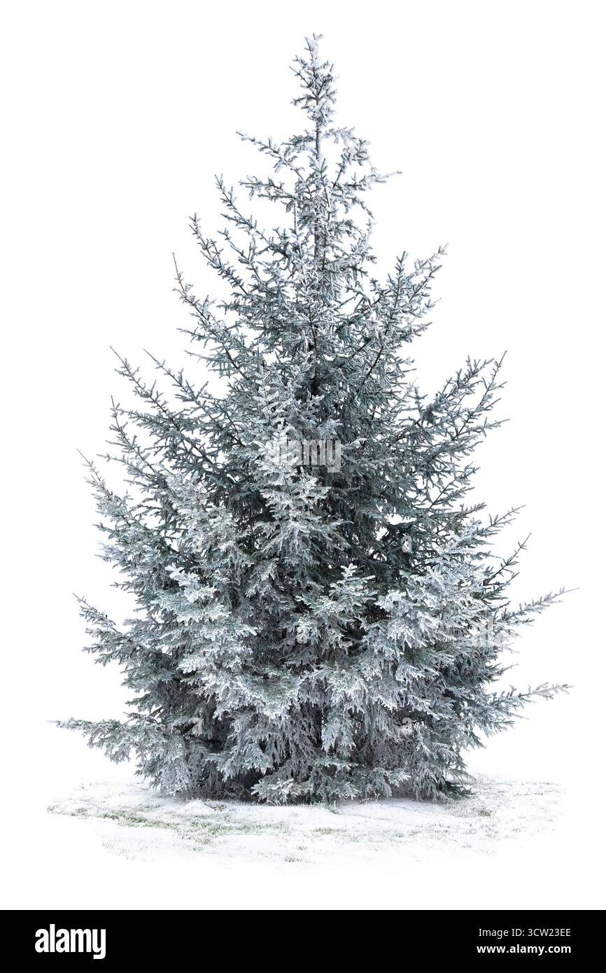 Tannenbaumschnee auf weißem Hintergrund. Weihnachtsbaum im Schnee Stockfoto