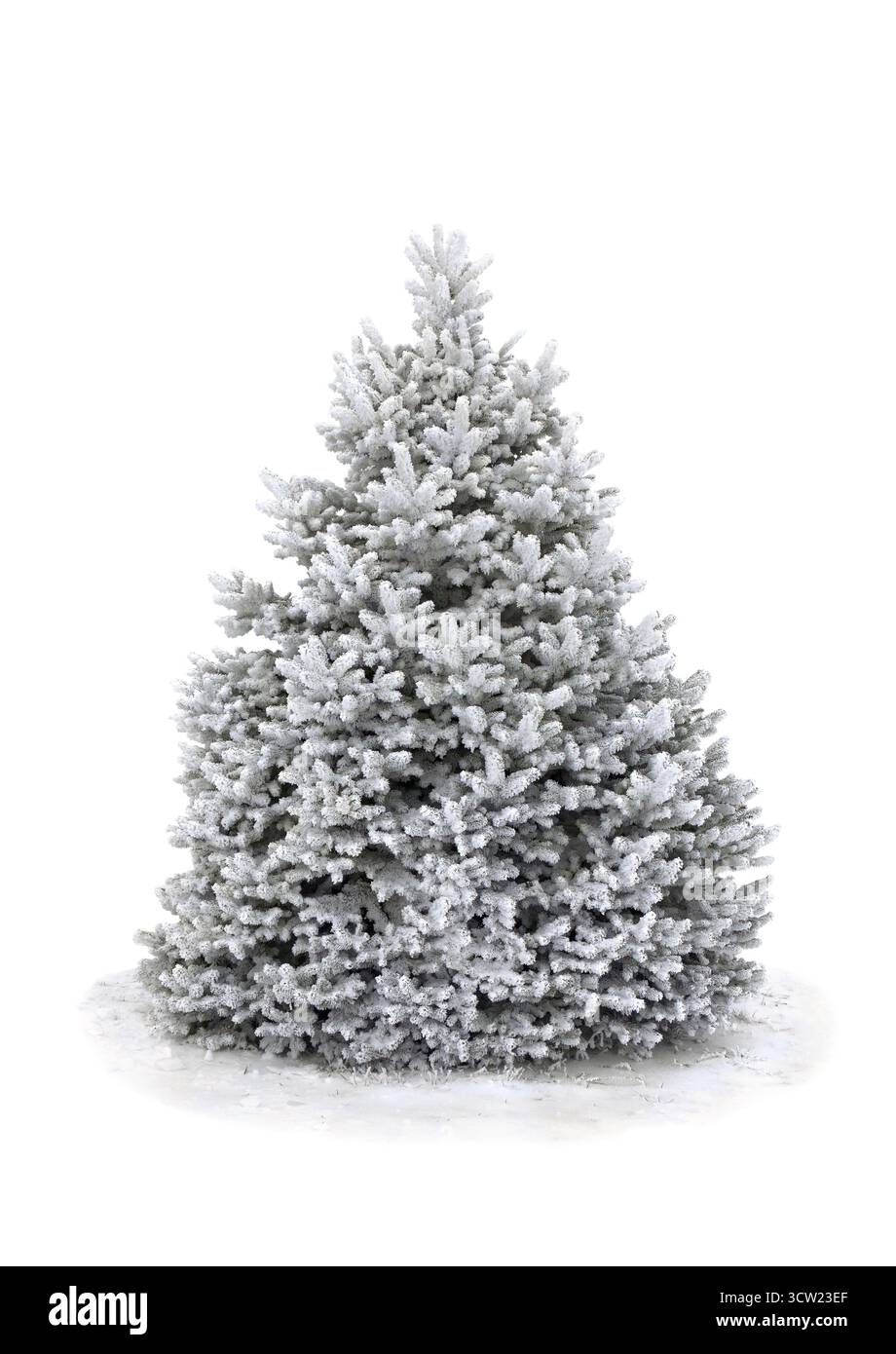 Tannenbaumschnee auf weißem Hintergrund. Weihnachtsbaum im Schnee Stockfoto