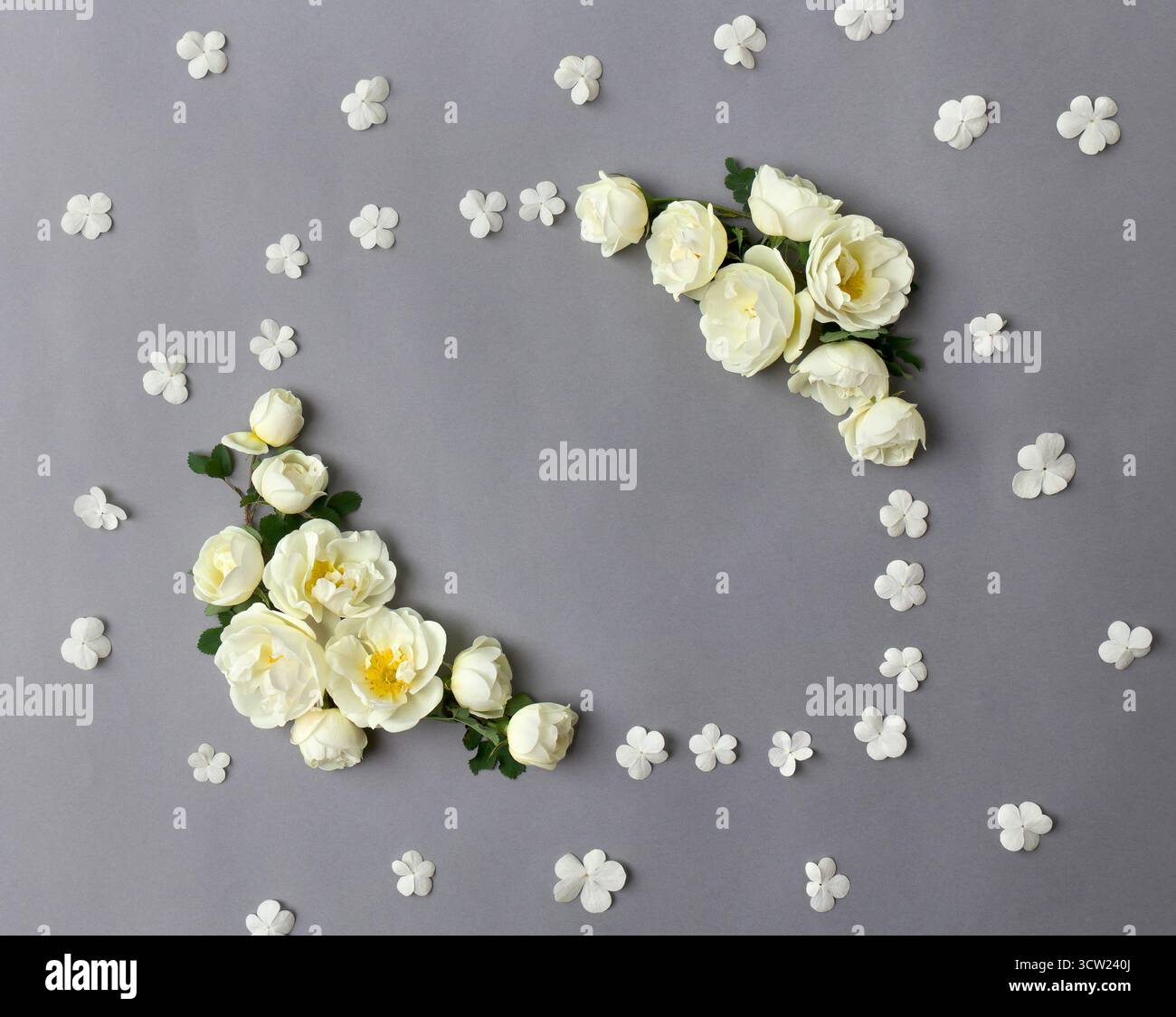 Weiße Blumen Rosen und weiße kleine Blumen auf grauem Papierhintergrund mit Platz für Text. Draufsicht, flach Stockfoto