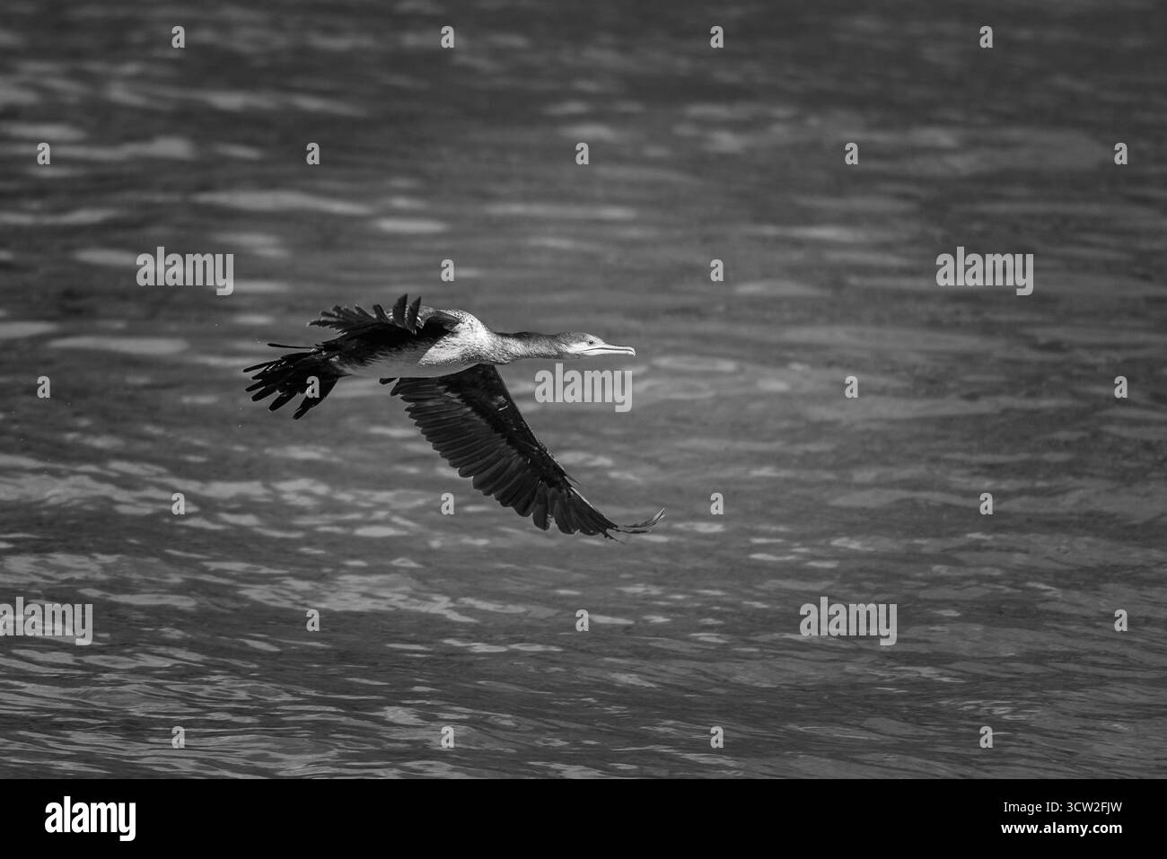 Schwarz-weiß-Foto eines Kormoranvogels, der über Wasser fliegt. Stockfoto