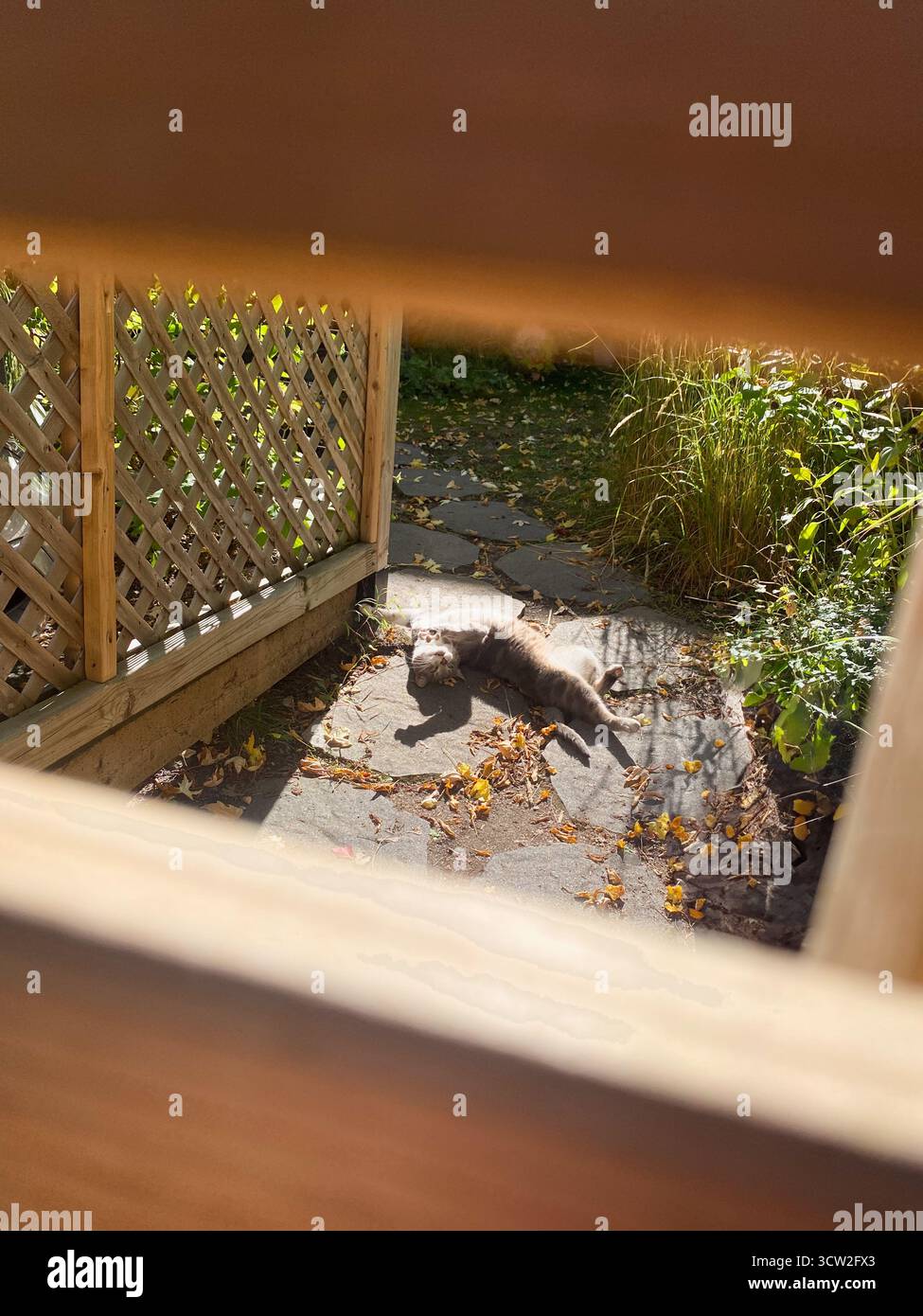 Katze, die sich im Sonnenlicht auf der Gartenterrasse entspannt Stockfoto
