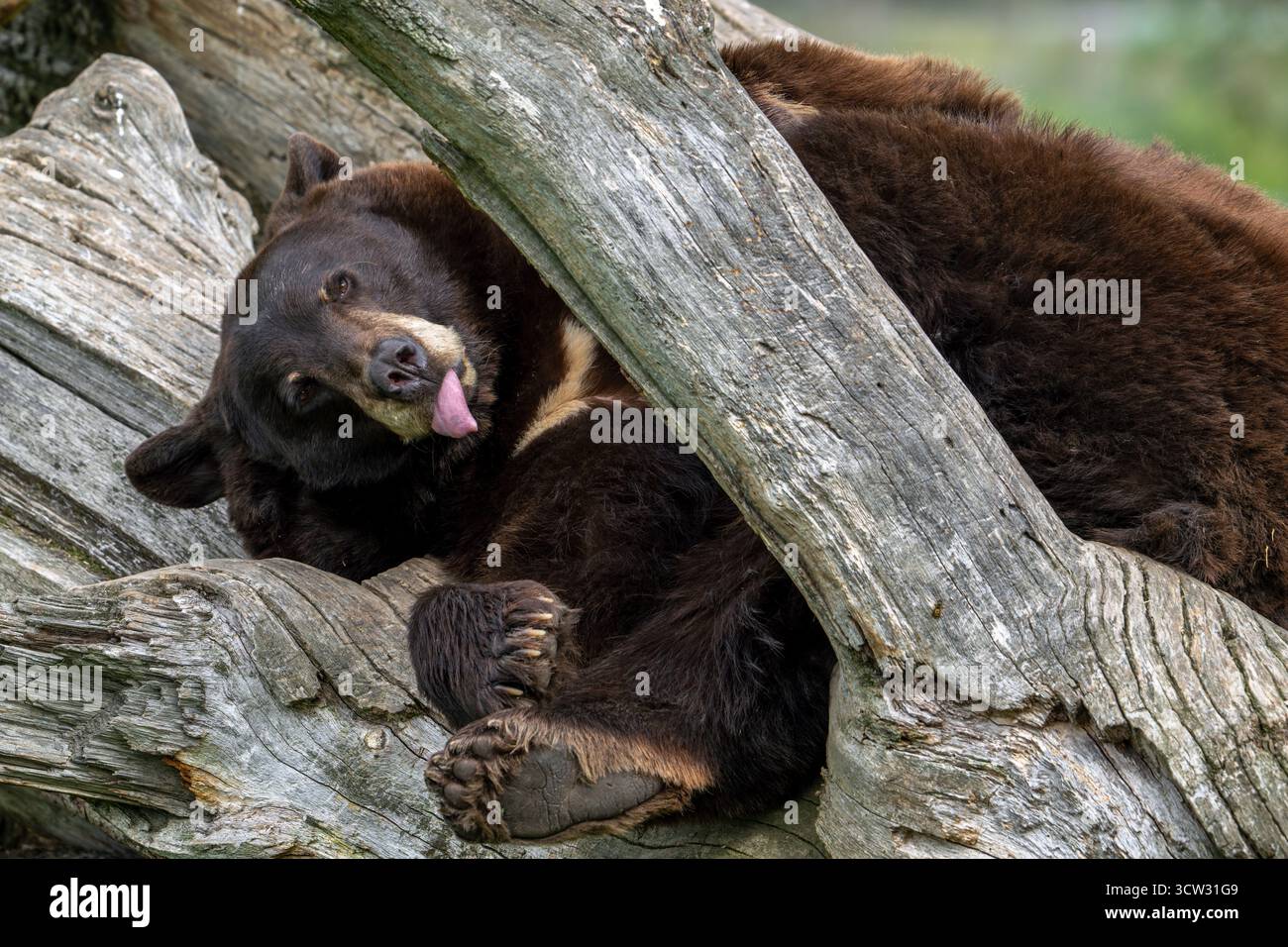 Amerikanischer Schwarzbär (Ursus americanus) braune Farbvariante mit weißer Flamme auf der Brust, die auf totem Baum ruht Stockfoto