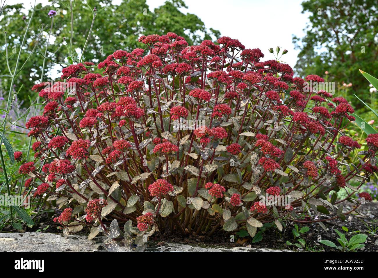 Violettes saftiges Laub und rosa Sommerblumen von Sedum oder Steinpilz Hylotelephium Red Cauli UK Garten September Stockfoto