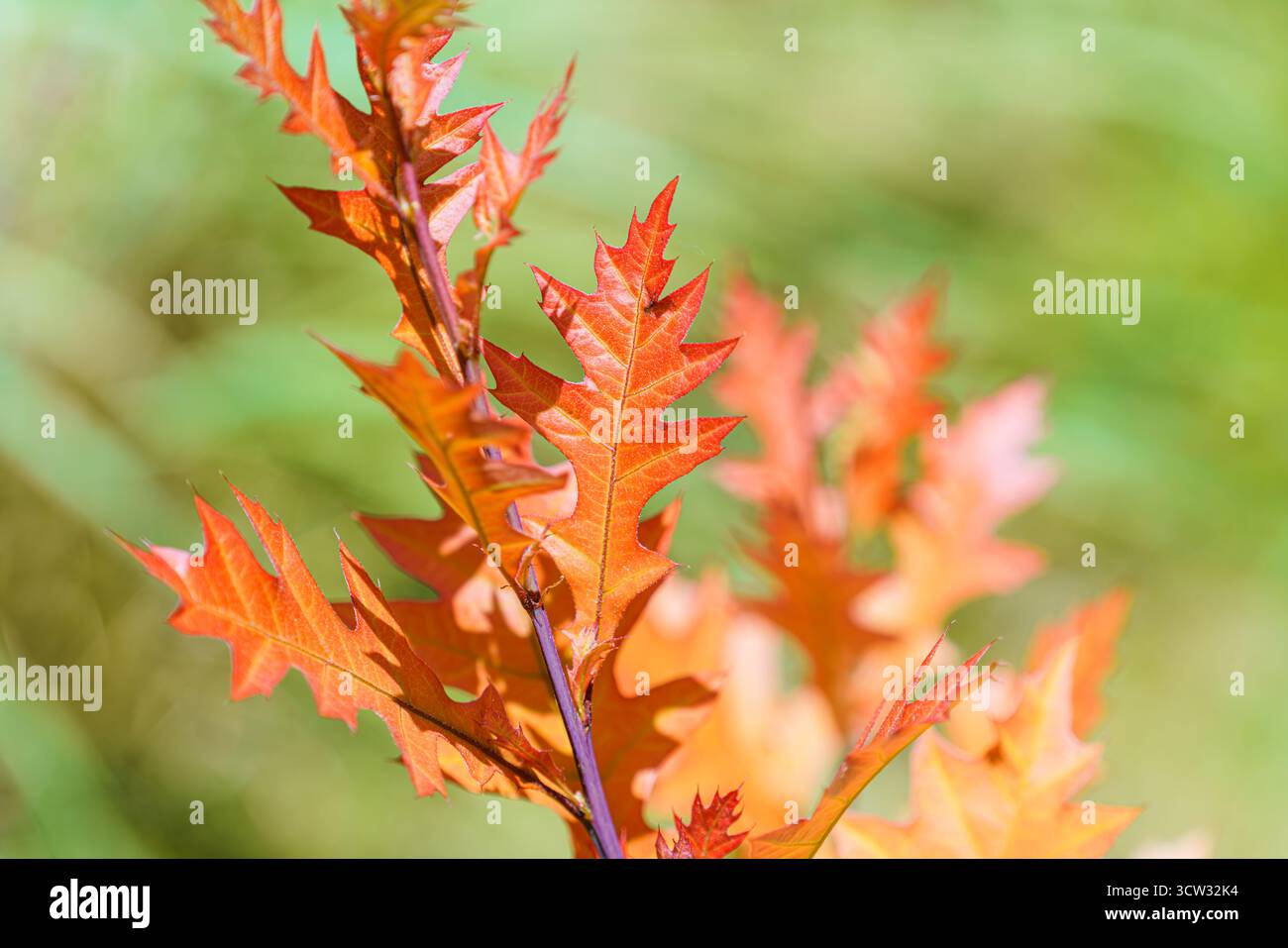 Nahaufnahme rötlicher Eichenblätter auf einem Zweig im Herbst, mit jahreszeitlicher Farbe und Blattstruktur bei natürlichem Licht Stockfoto