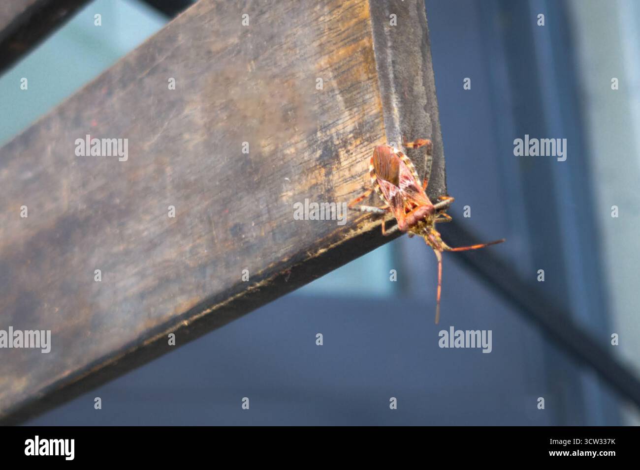 Makroaufnahme eines braunen Insekts auf metallischem Oberflächenrand bei Tageslicht. Stockfoto