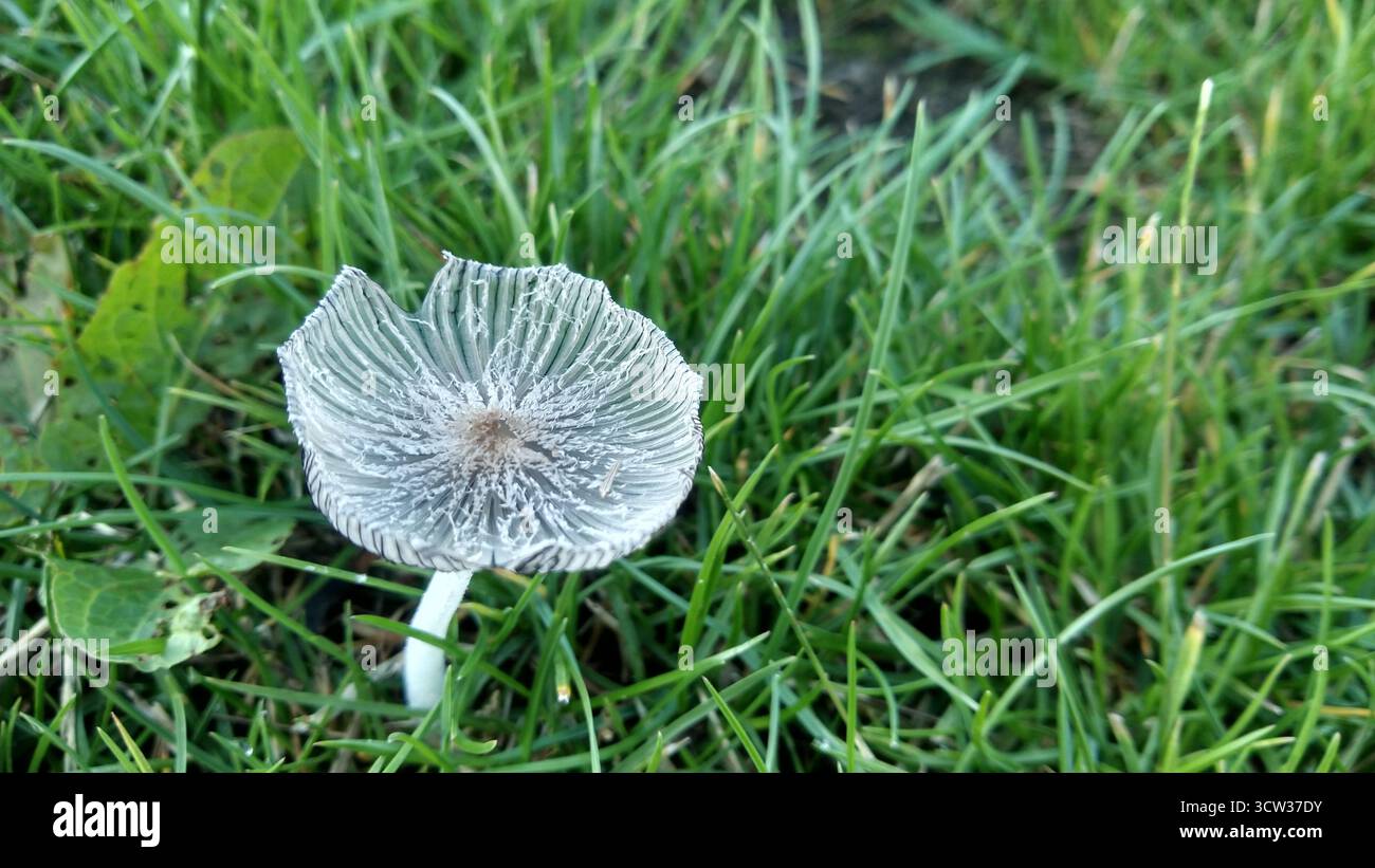 Eine Nahaufnahme eines zarten Pilzes mit einer weißen Kappe und komplizierten Kiemen, der in üppig grünem Gras wächst. Stockfoto