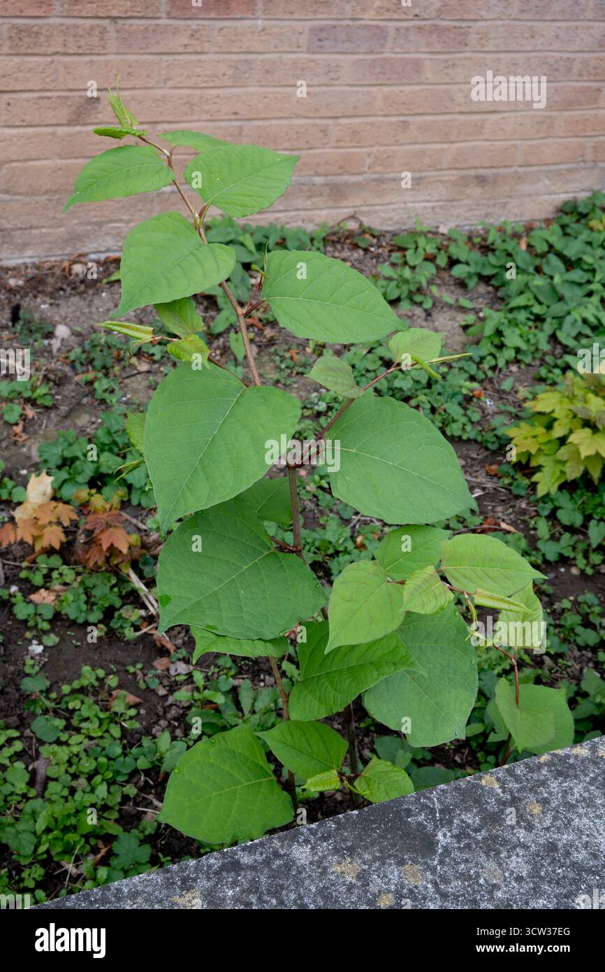 Japanischer Knotweed wächst an einer Grenze, Großbritannien Stockfoto