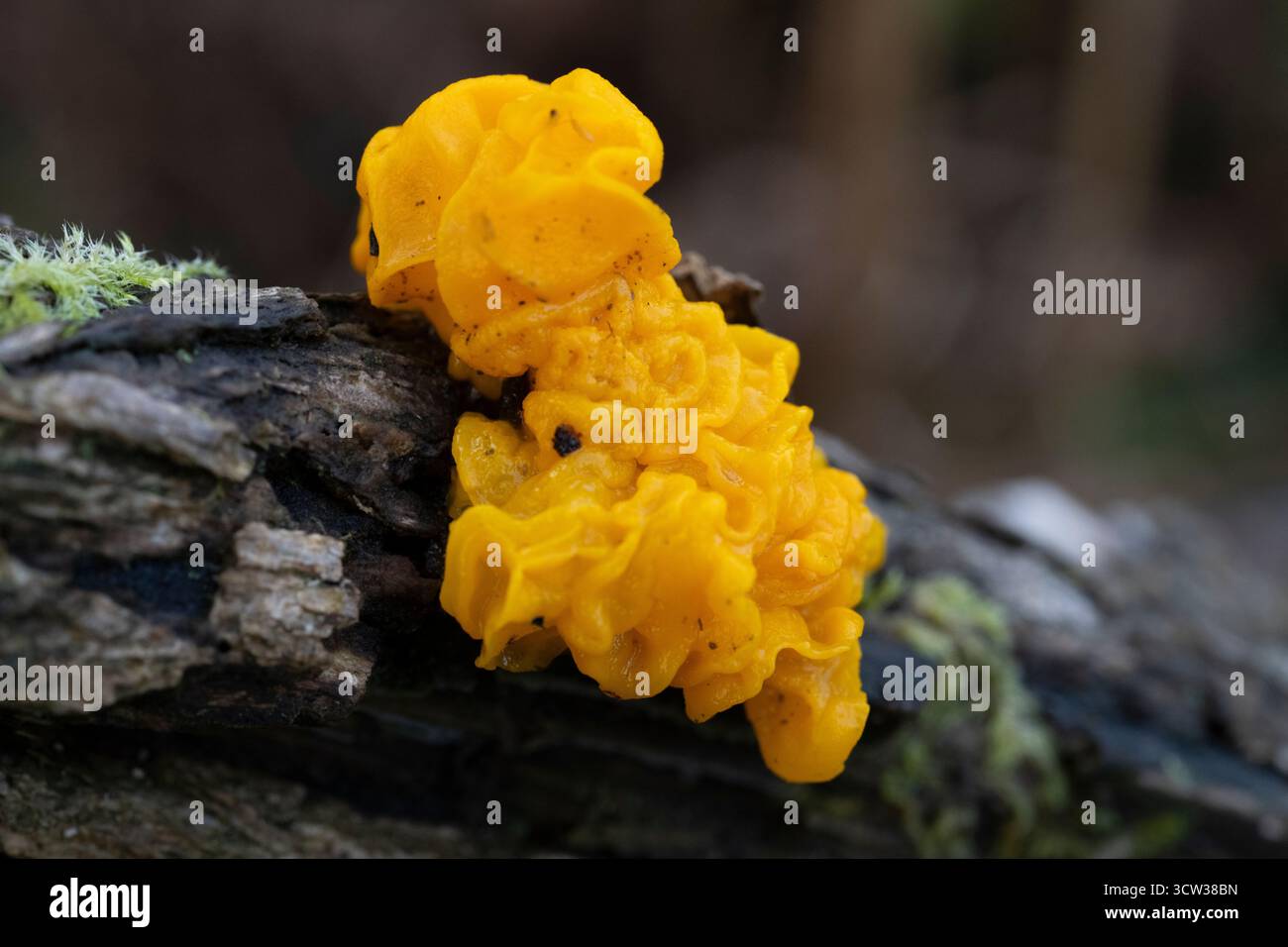Gelber Hirnpilz (Tremella mesenterica), auch bekannt als Goldgeleepilz, gelber Trembler und Hexenbutter, der auf toten Ginsterzweigen wächst Stockfoto
