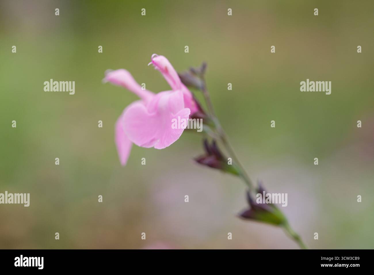 Zarter rosafarbener Salbei mit zweilippigen Blüten, die den ganzen Sommer über blühen. Beliebt für seinen Duft und für das Anziehen von Bienen und Schmetterlingen. Stockfoto