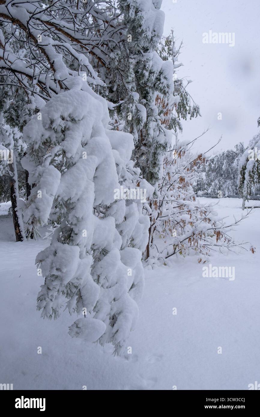 Schneebedeckter Winterwald. Wunderschöne Winterlandschaft Stockfoto