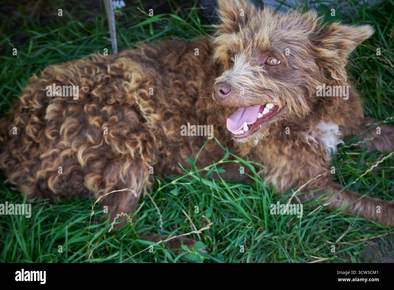 Ein Hund im grünen Gras mitten im Sommer Stockfoto