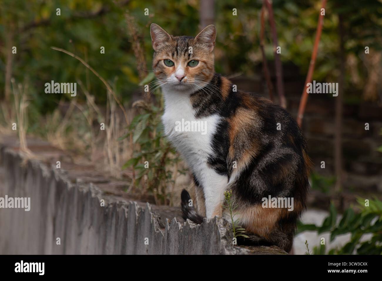 Caliby Calico Tabby moggy Outdoor Katze, sitzt auf der vernachlässigten Hinterhofwand Stockfoto