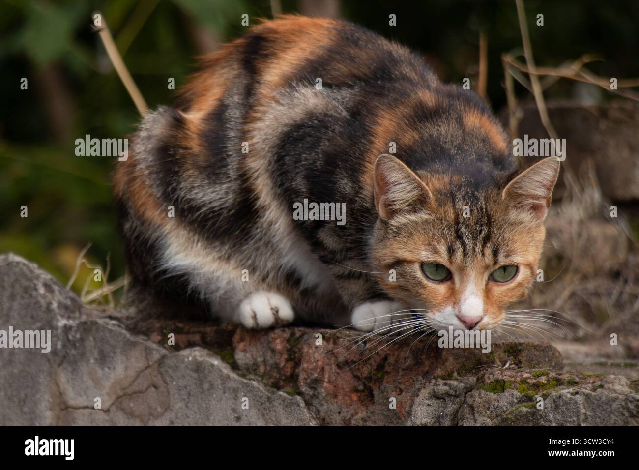 Neugierige orangene Calico Tabby moggy Hauskatze im Freien, sitzt auf der alten Ziegelmauer, Nahaufnahme Stockfoto