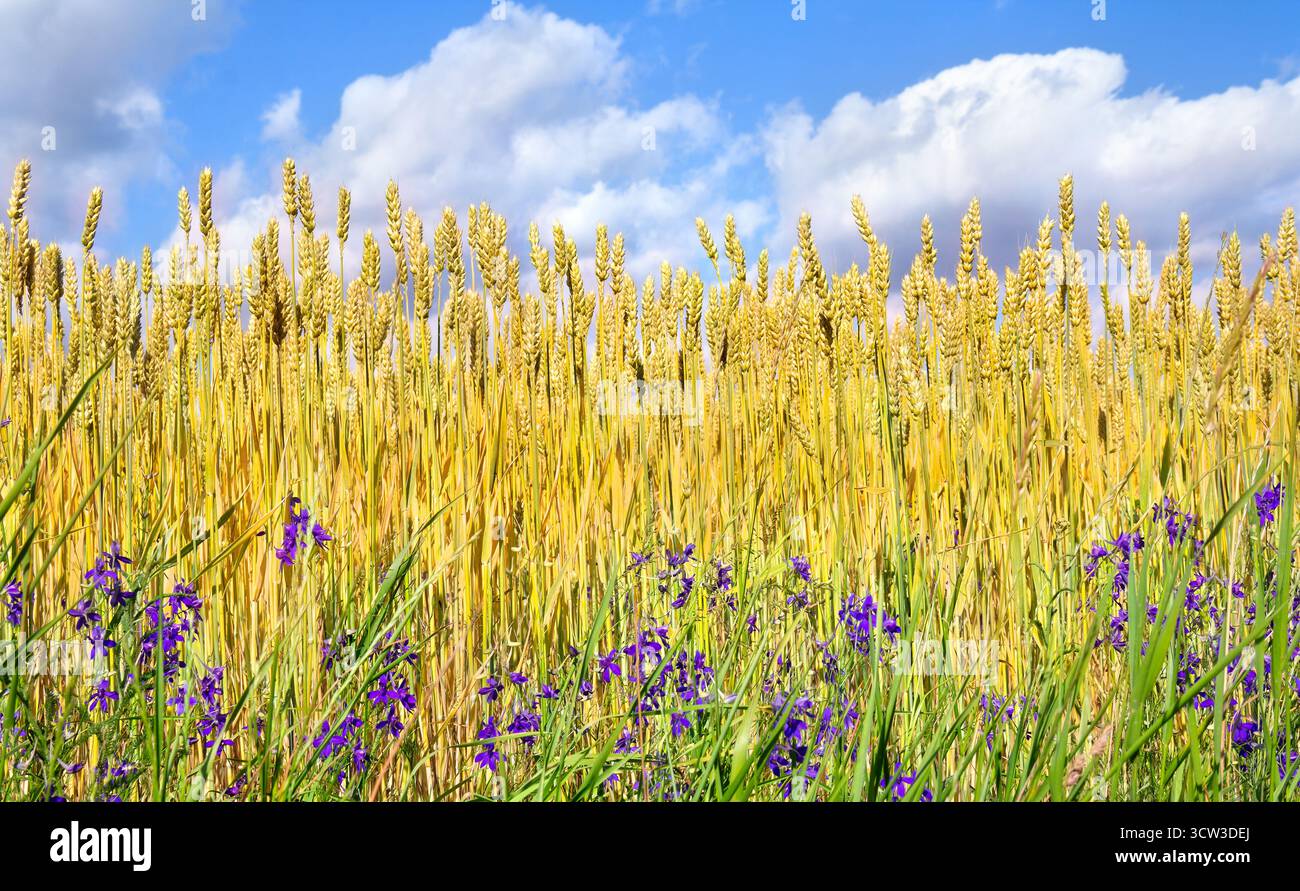 Ackerweizen in der Reifezeit mit violettem Blütengras auf blauem Hintergrund mit weißen Wolken Stockfoto