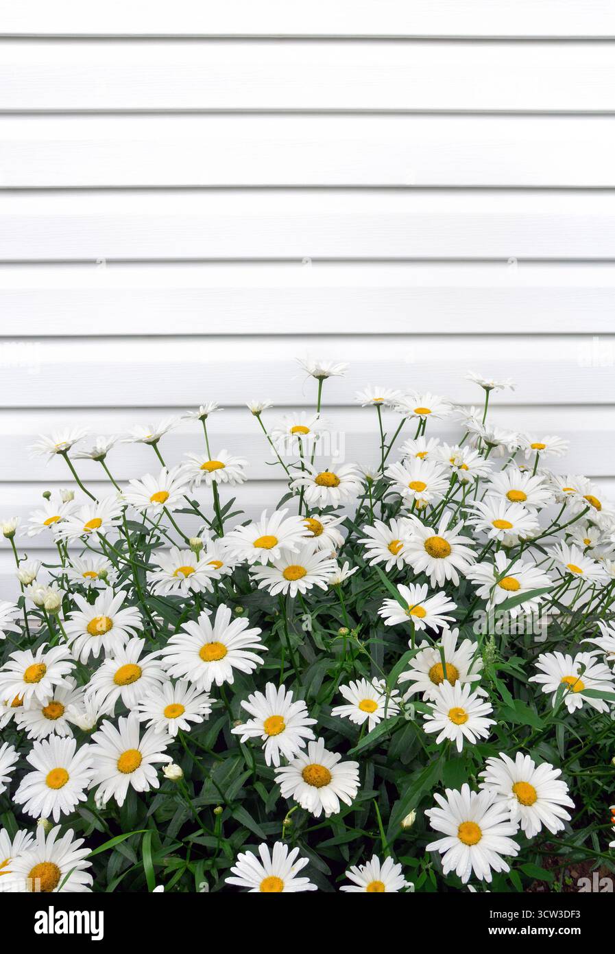 Ein wunderschöner Busch weißer Gänseblümchen, der vor einer weißen Dielenwand blüht. Sommergartenszene mit zarten Blumen und rustikalem Holzhintergrund Stockfoto