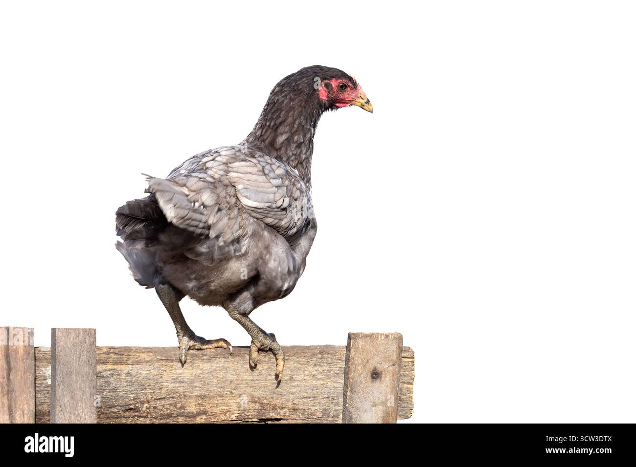 Huhn ( dominant ) steht auf einem alten Holzzaun im Hinterhof auf weißem Hintergrund mit Platz für Text Stockfoto