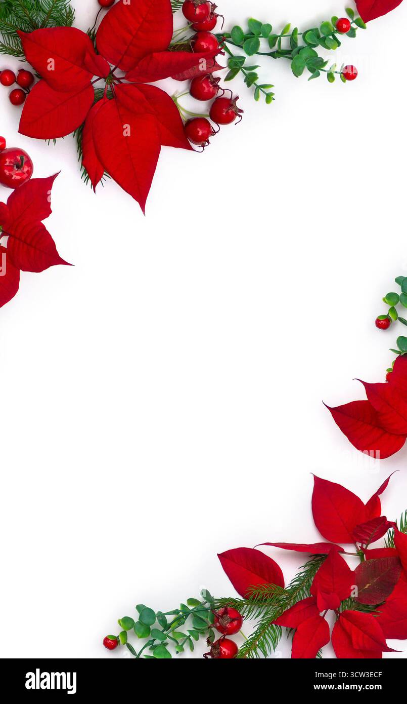 Weihnachtsrahmen mit roten Weihnachtsstern, roten Beeren und Tannenzweigen auf weißem Hintergrund mit Kopierraum. Draufsicht, flach Stockfoto