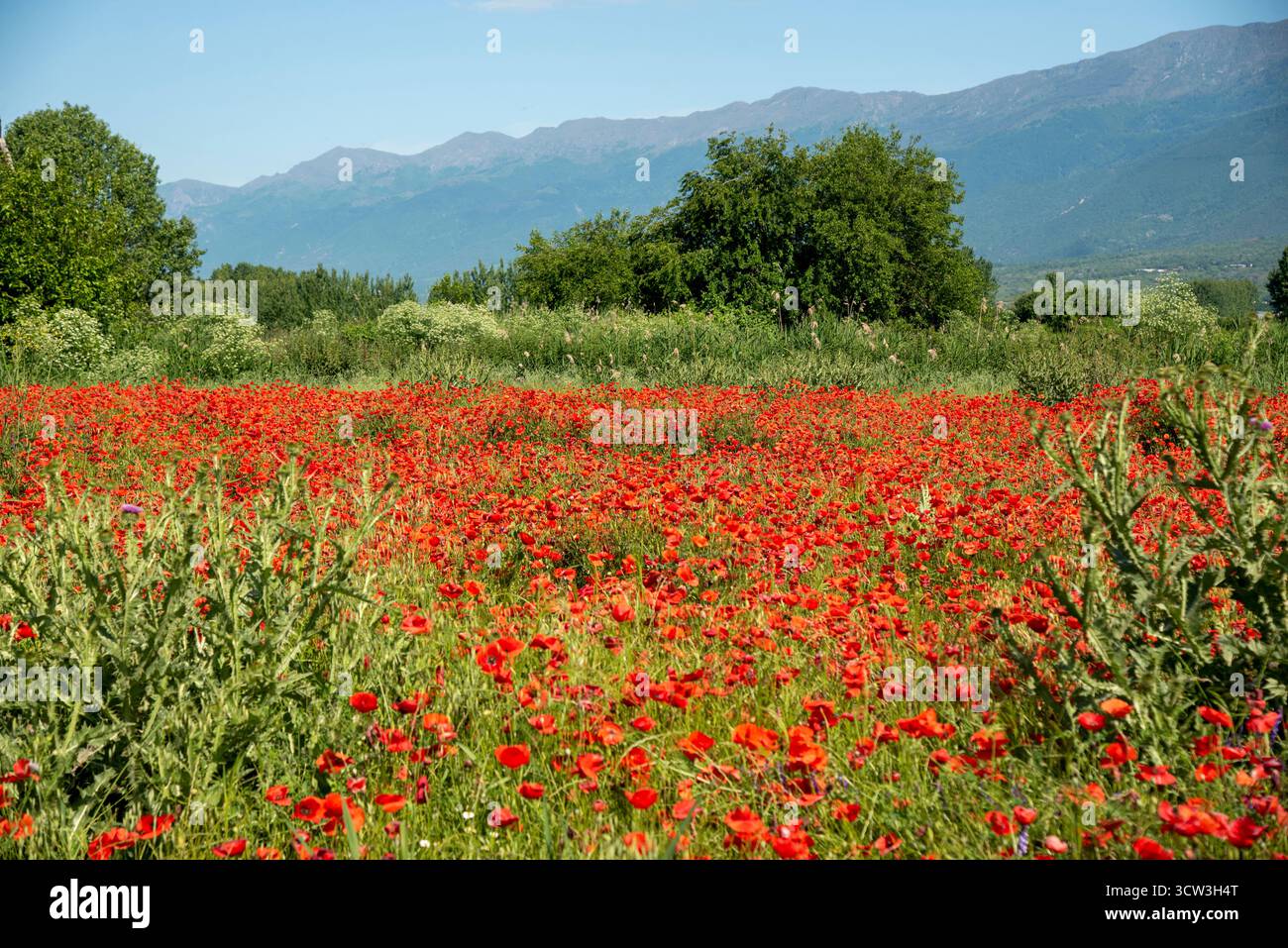 Lebhafte Mohnfeldanlage Unter Klarem Blauen Himmel Stockfoto