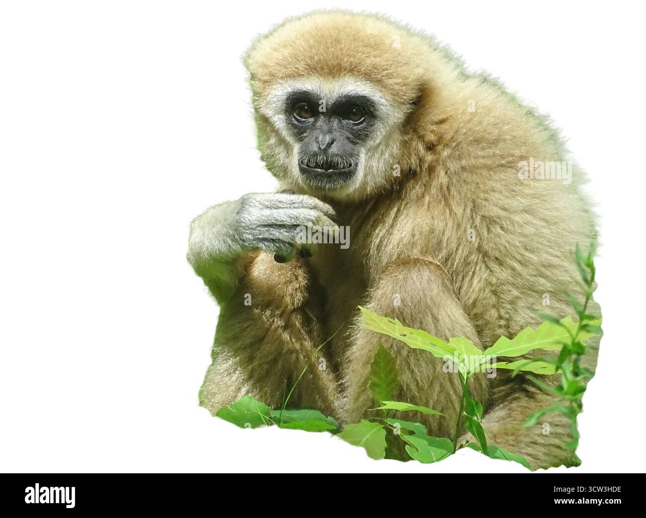 LAR-Gibbon-Affe isoliert auf weiß. Hylobatriegel Stockfoto LAR-Gibbon-Affe isoliert auf weiß. Hylobatriegel Stockfoto