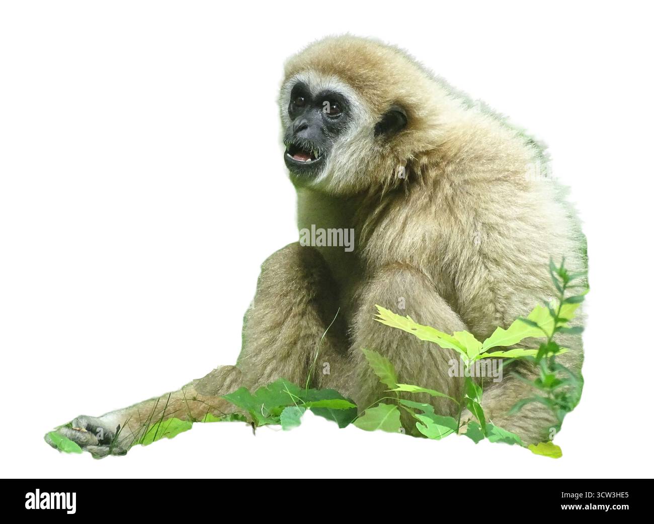 LAR-Gibbon-Affe isoliert auf weiß. Hylobatriegel Stockfoto LAR-Gibbon-Affe isoliert auf weiß. Hylobatriegel Stockfoto
