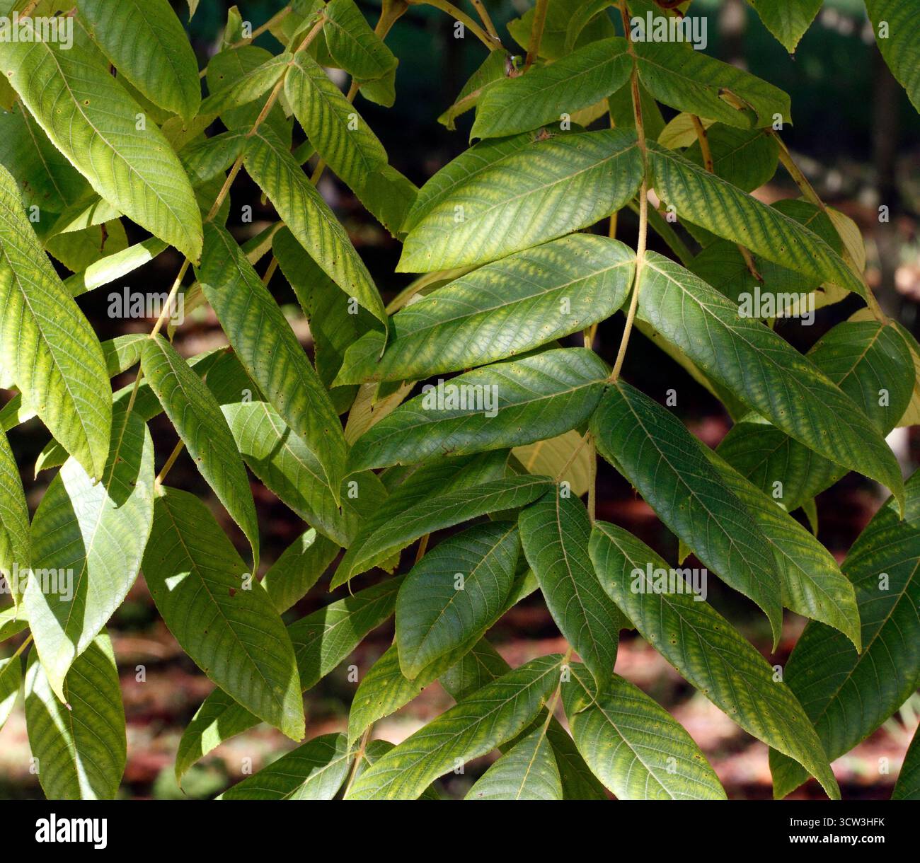 Juglans cinerea. Butternut. Nahaufnahme der Blätter. Stockfoto